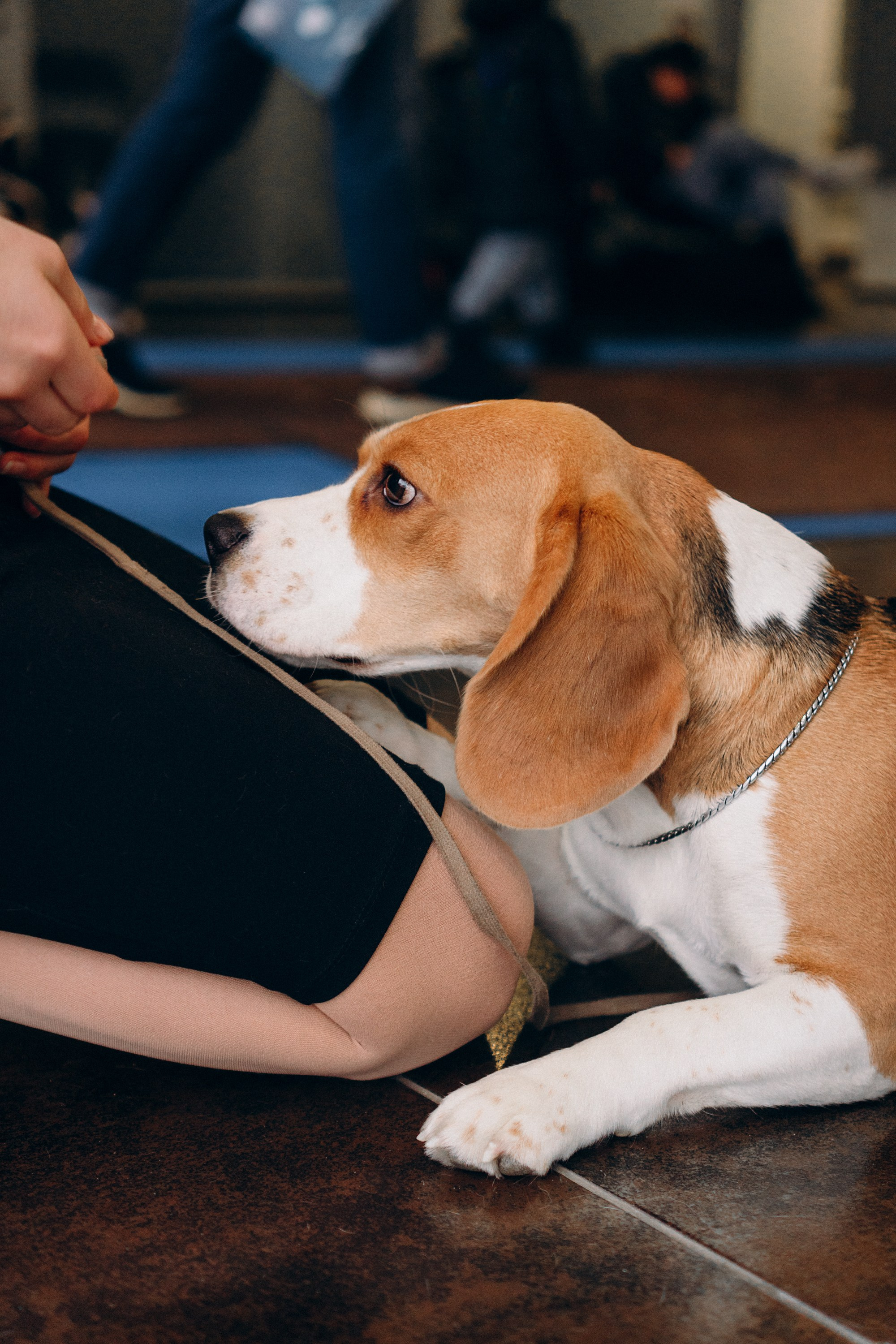 Luure & Cascada. Kat Laisaar — Pet photographer in Tallinn