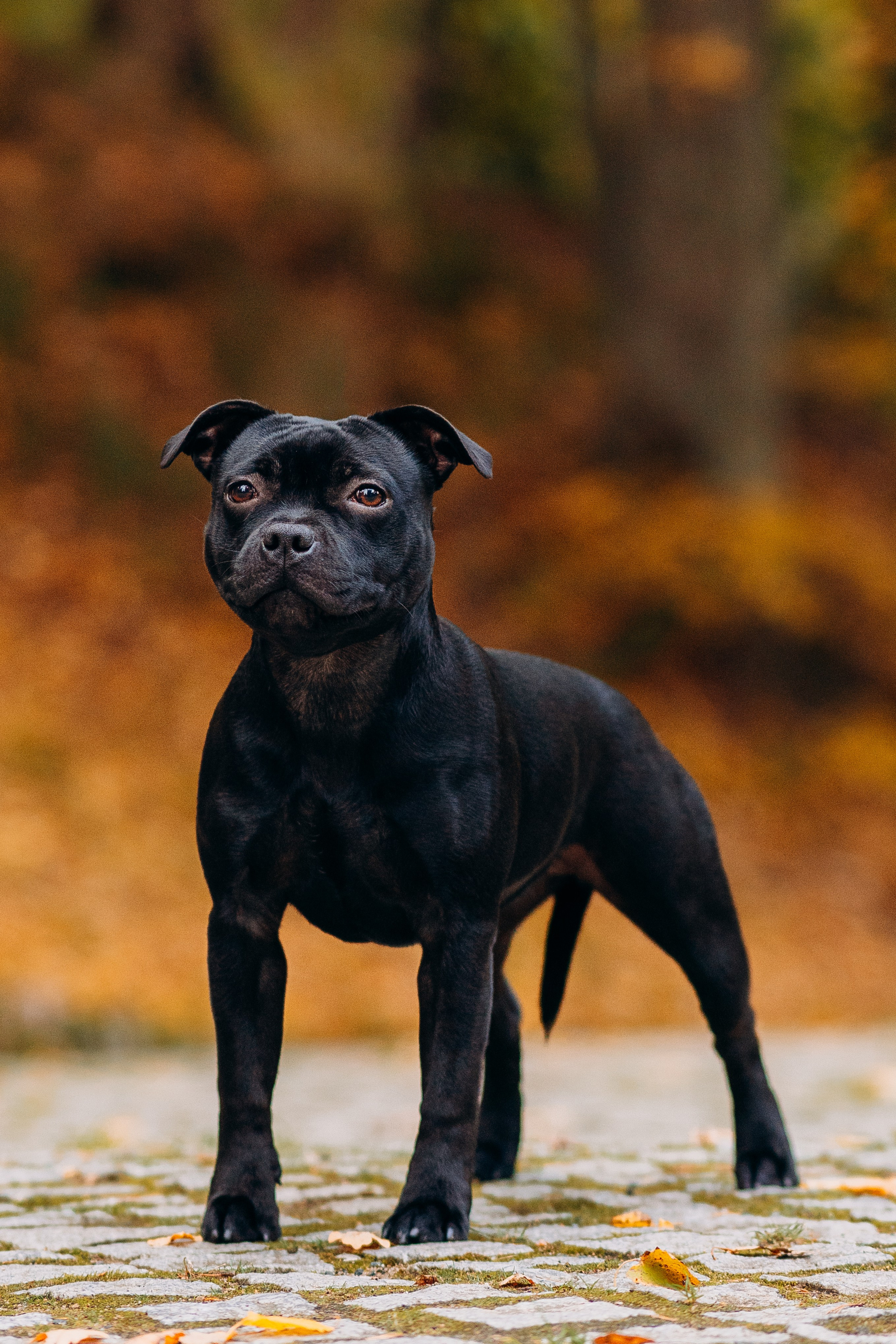 Staffordshire Bull Terriers Meetup. Kat Laisaar — Pet photographer in Tallinn
