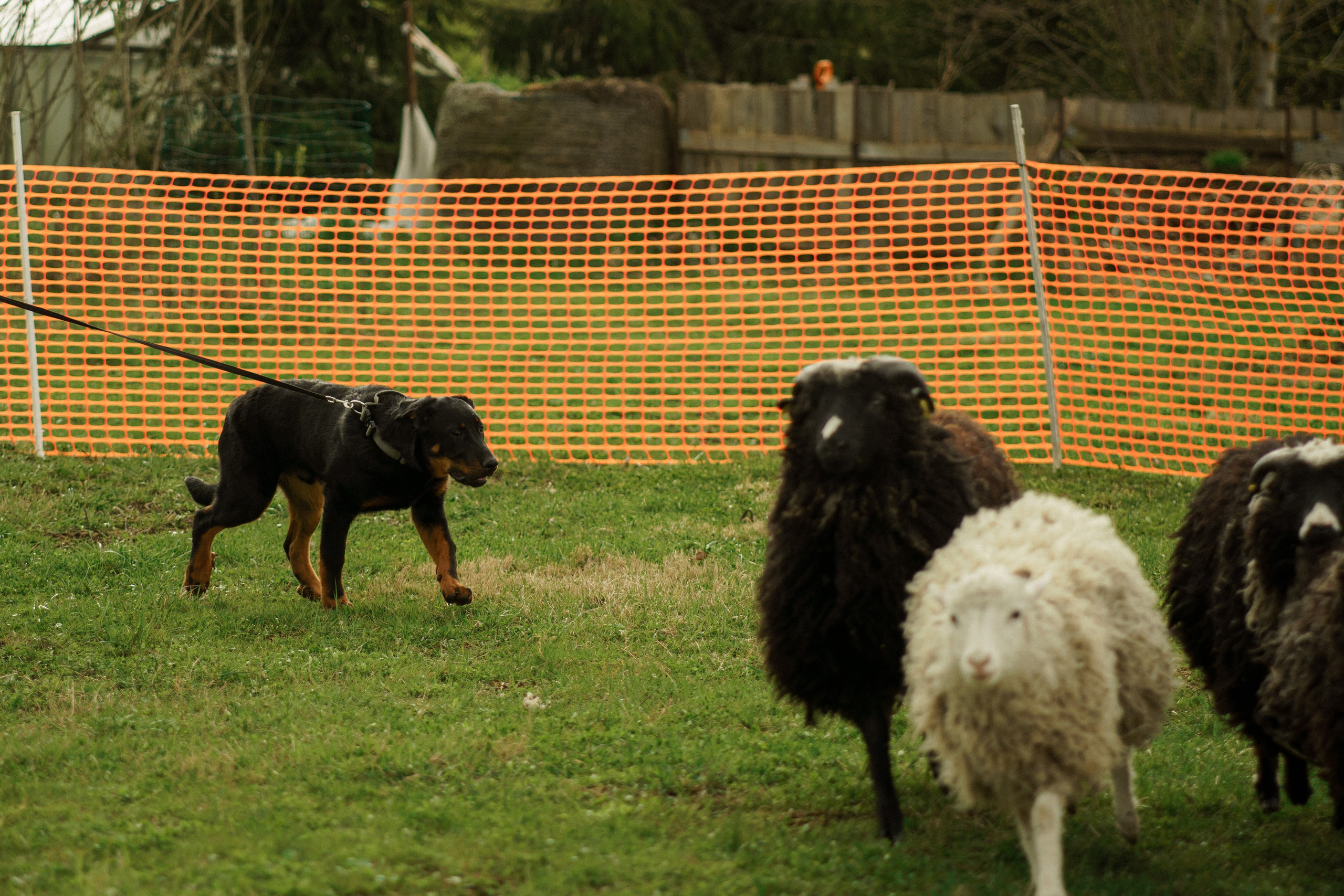 Herding Days, 26 apr. 2025. Kat Laisaar — Pet photographer in Tallinn