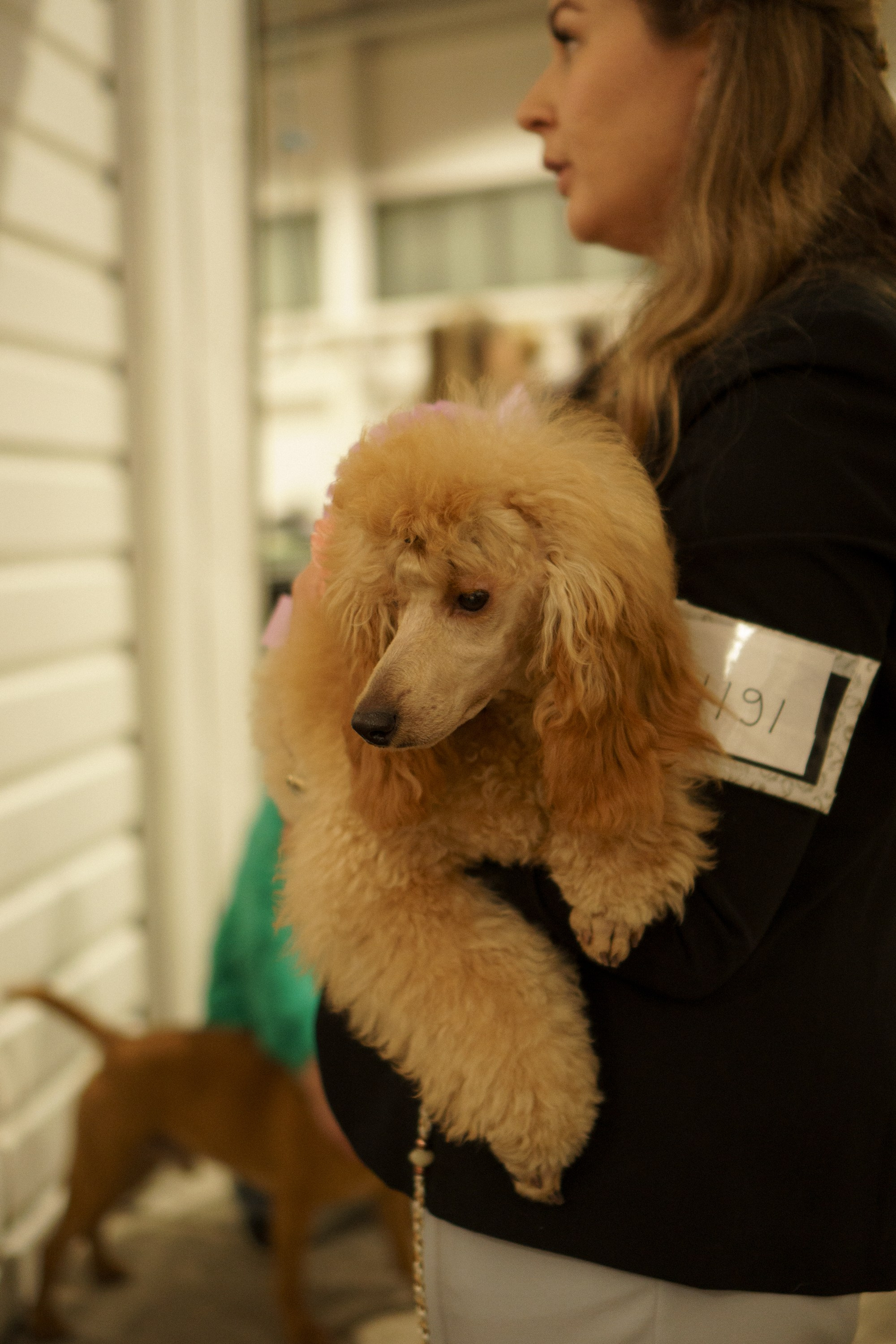 Tartu International Dog Show. Kat Laisaar — Pet photographer in Tallinn