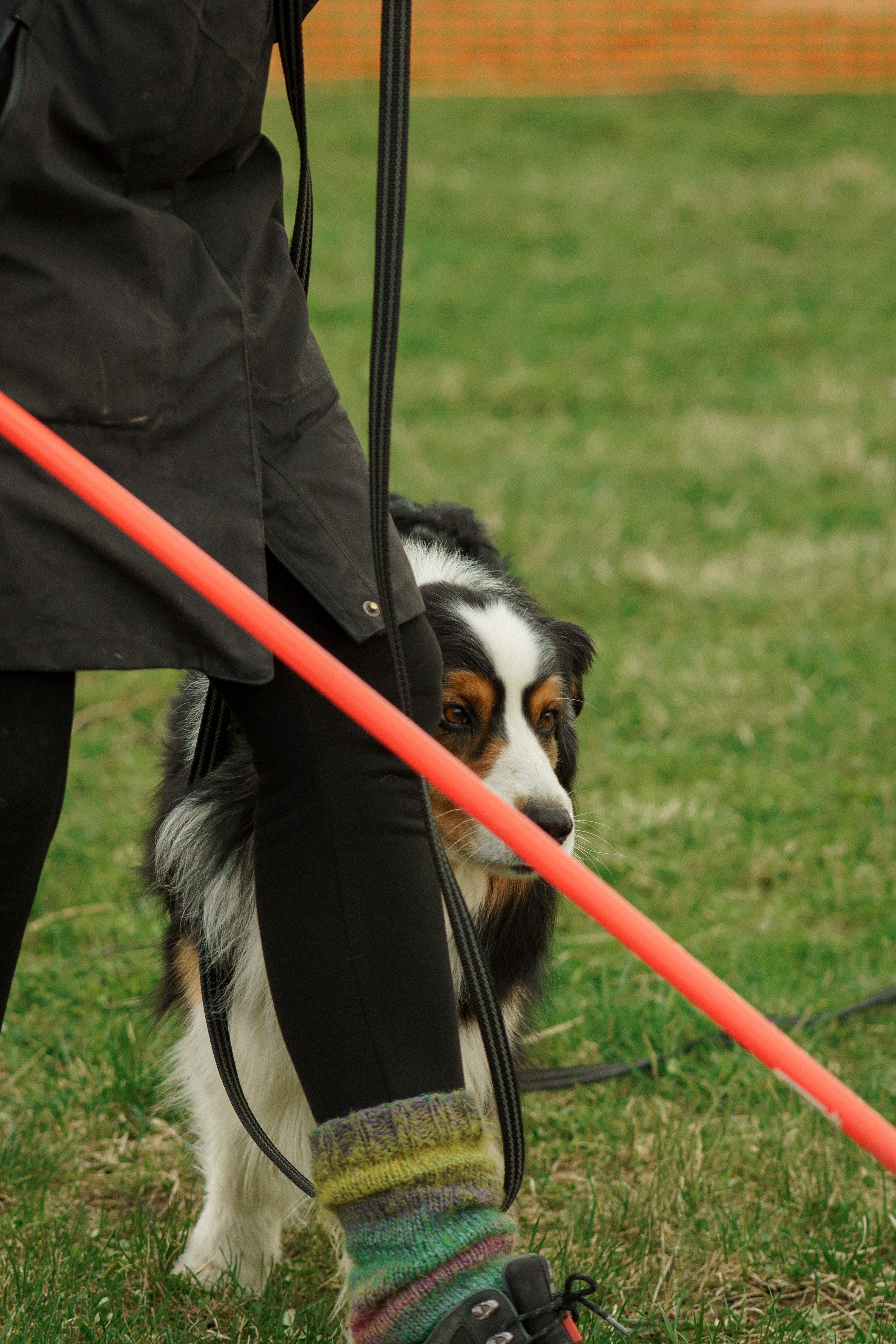 Herding Days, 26 apr. 2025. Kat Laisaar — Pet photographer in Tallinn