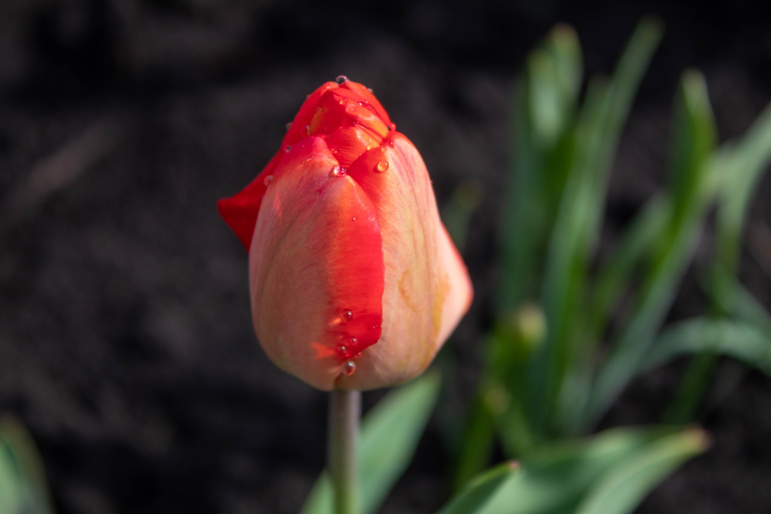 Bright red tulip in bloom standing tall against a blurred garden background.
