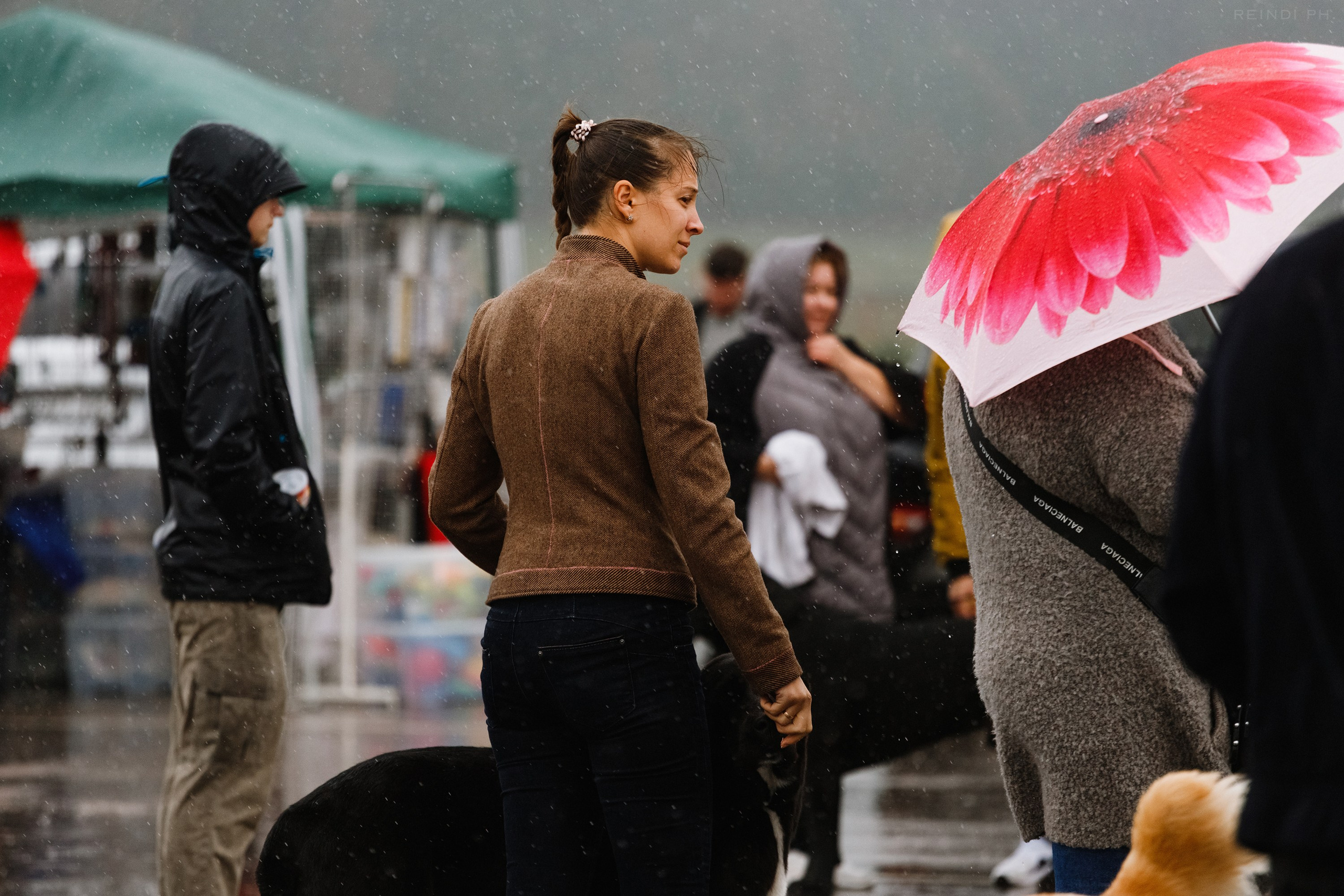 Rainy dog show in Grodno. Kaja | fotograf we Wrocławiu | ludzie i psy