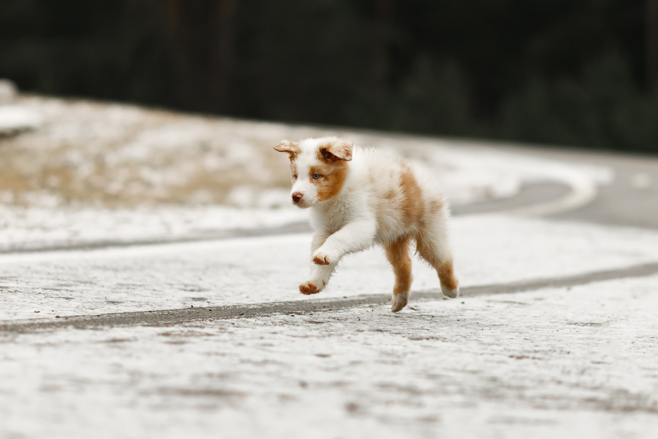Pack of aussie puppies. Kaja | fotograf psów we Wrocławiu
