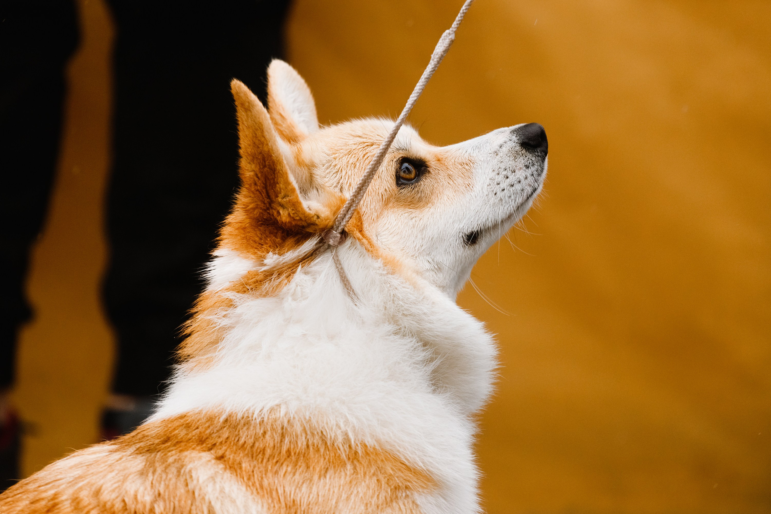 Rainy dog show in Grodno. Kaja | fotograf we Wrocławiu | ludzie i psy