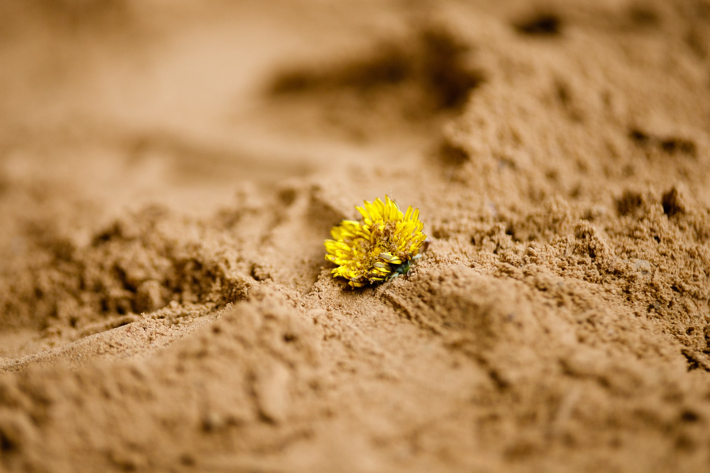 Horse winter games. Kaja | fotograf we Wrocławiu | ludzie i psy