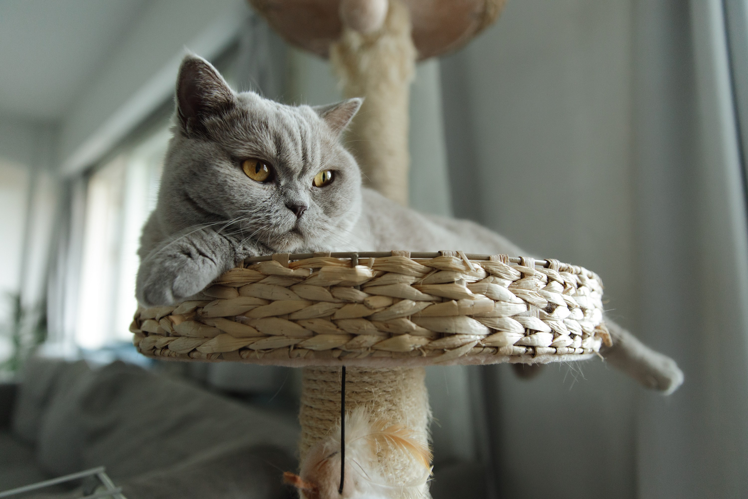 Boczka & Dimitrii. Kaja | fotograf we Wrocławiu | ludzie i psy