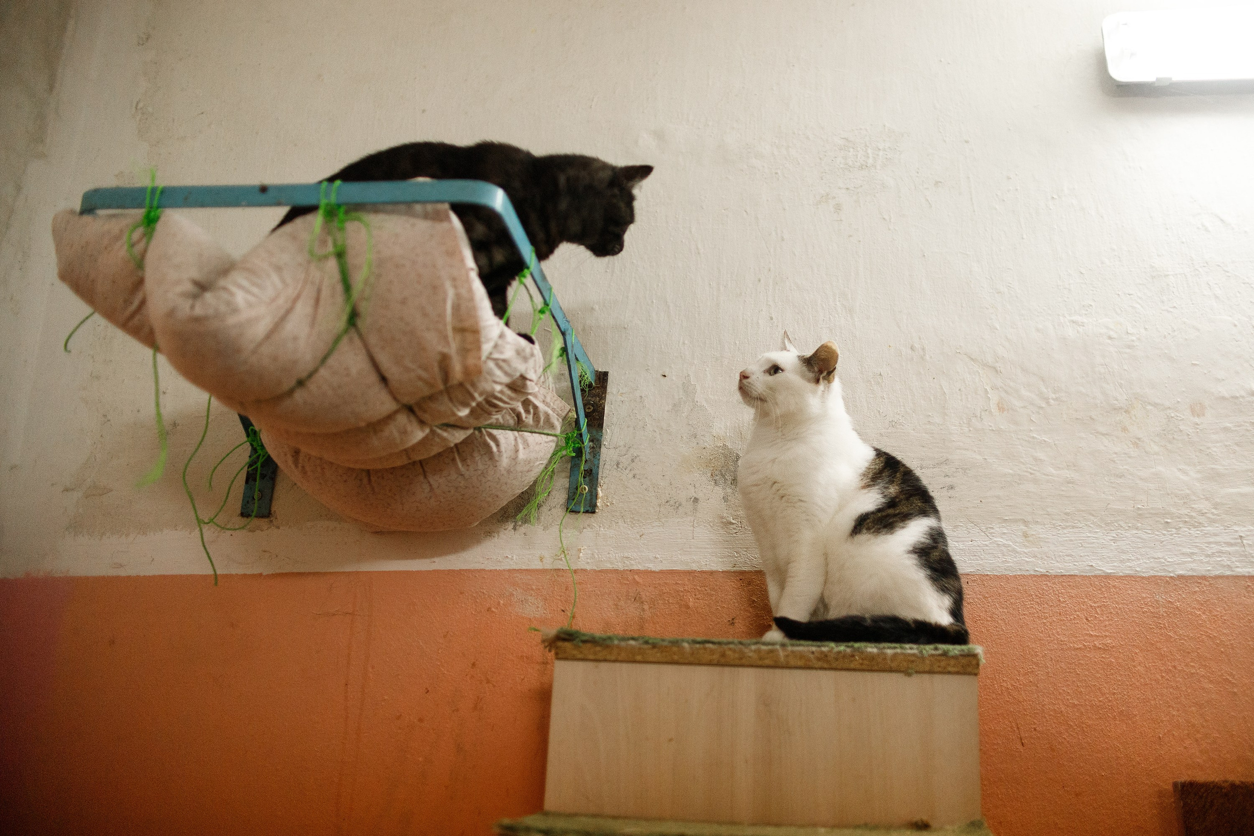 Shelter's cats for adoption. Kaja | fotograf we Wrocławiu | ludzie i psy