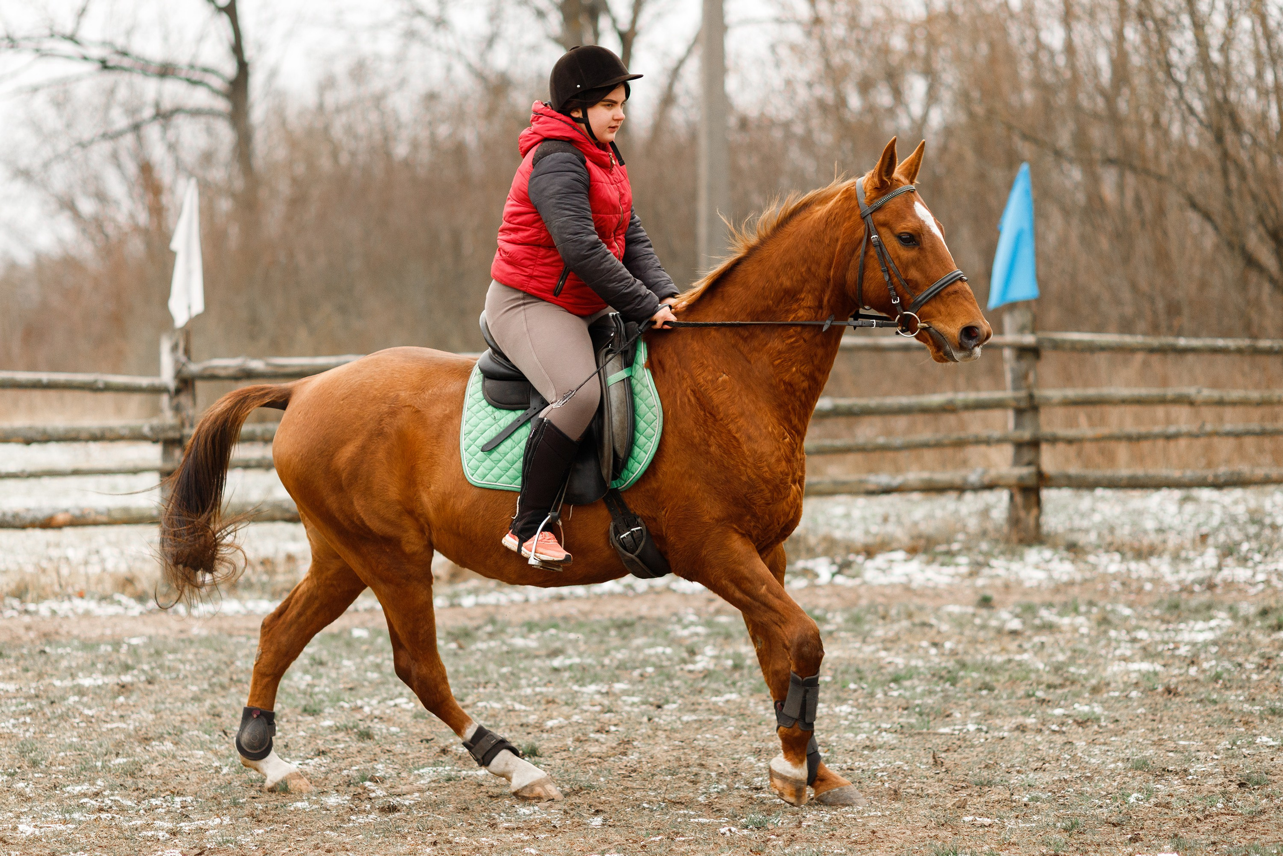 Winter stable. Kaja | fotograf psów we Wrocławiu