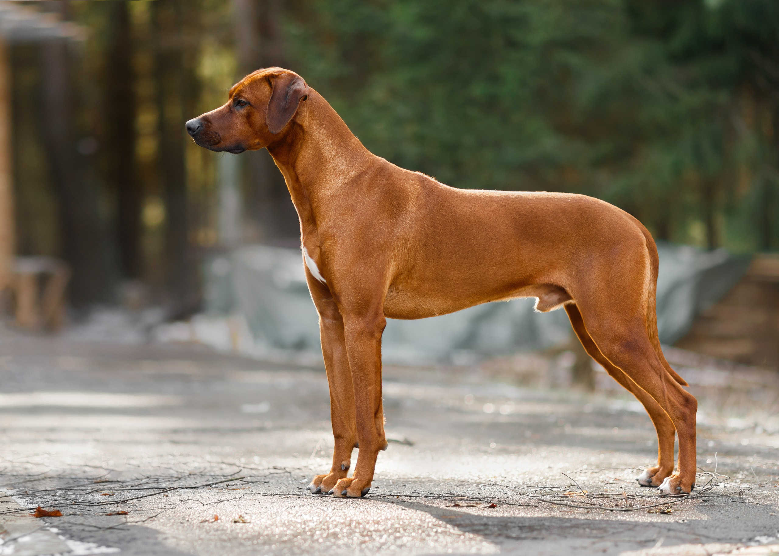 Corgi kennel & some other dogs in the forest. Kaja | fotograf psów we Wrocławiu