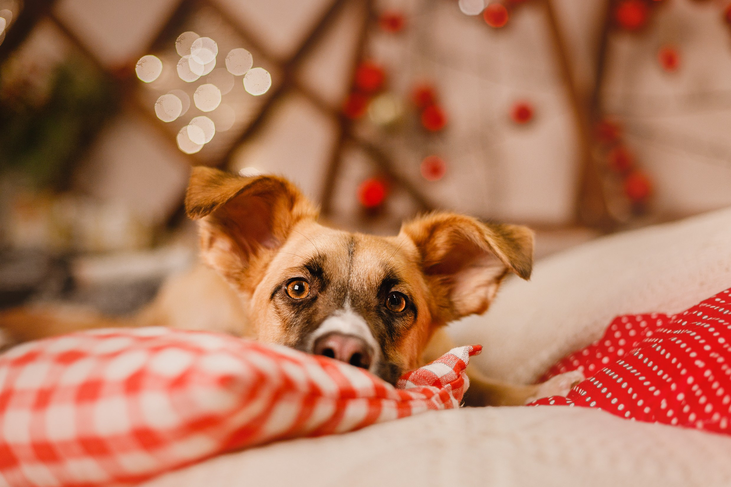 Lana, Edgar and Mucha | new year studio. Kaja | fotograf psów we Wrocławiu