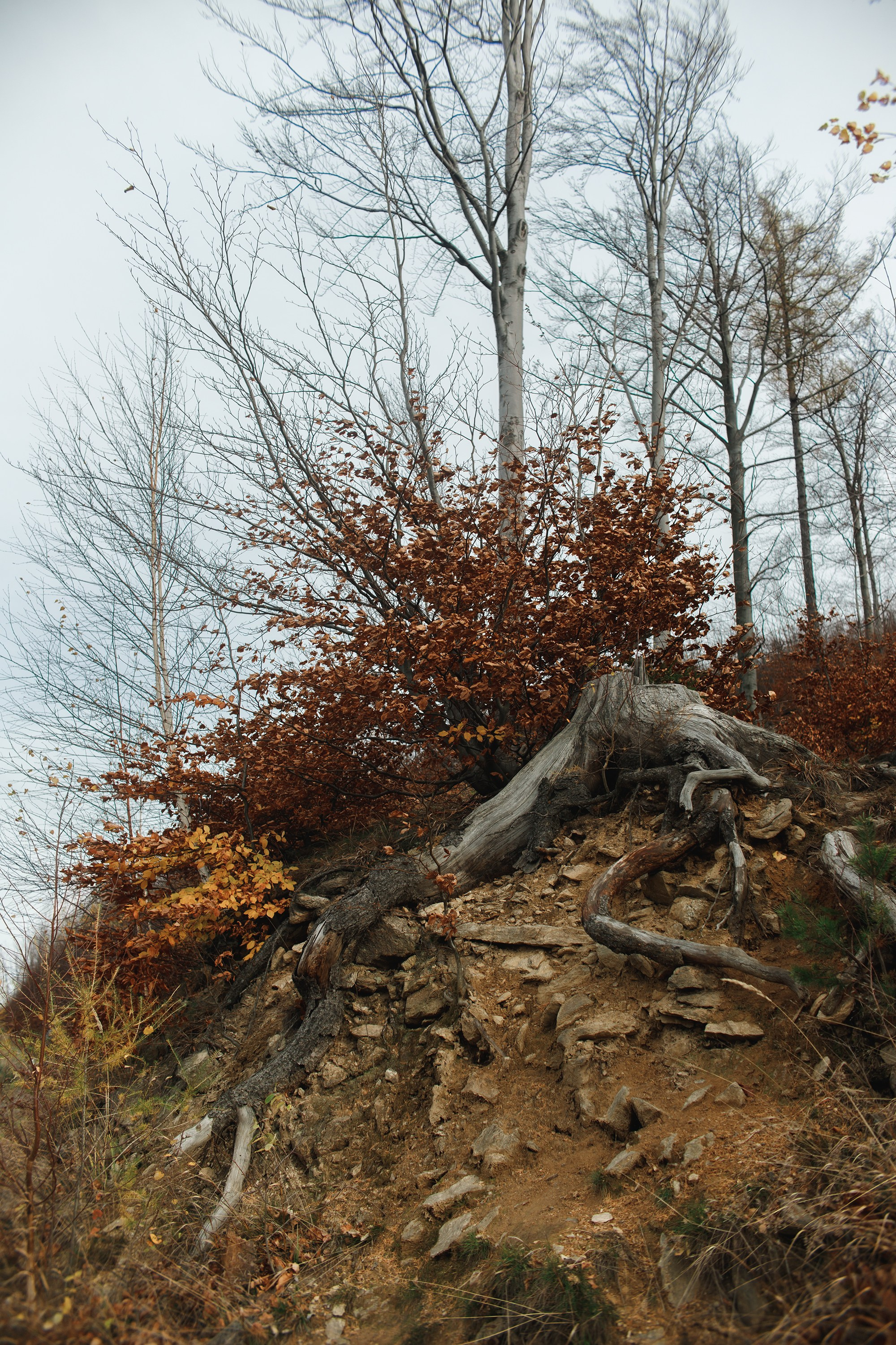 Sowie góry. Kaja | fotograf we Wrocławiu | ludzie i psy