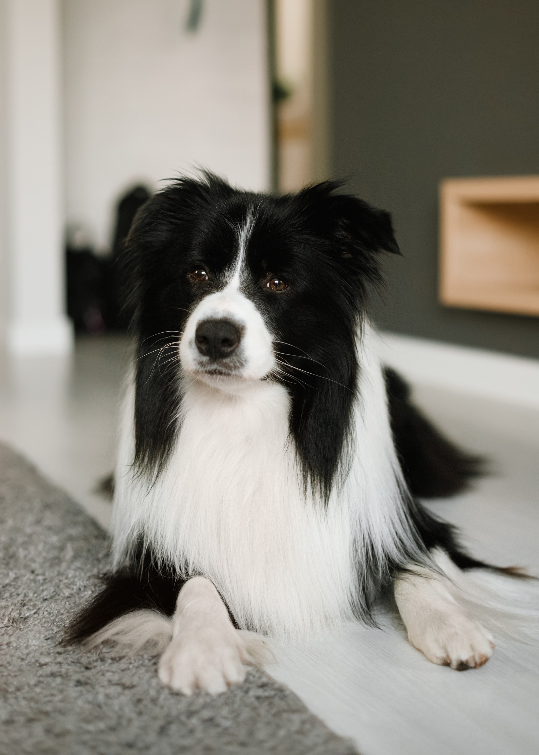 Evgenia & Richard. Kaja | fotograf we Wrocławiu | ludzie i psy