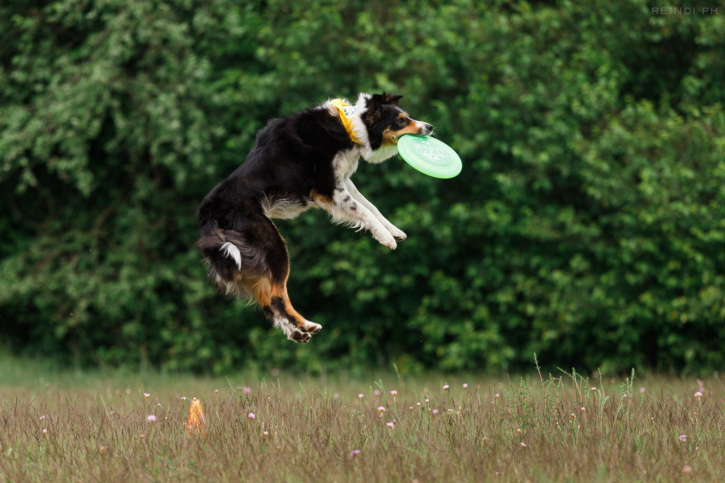 Dog frisbee championship | summer. Kaja | fotograf we Wrocławiu | ludzie i psy