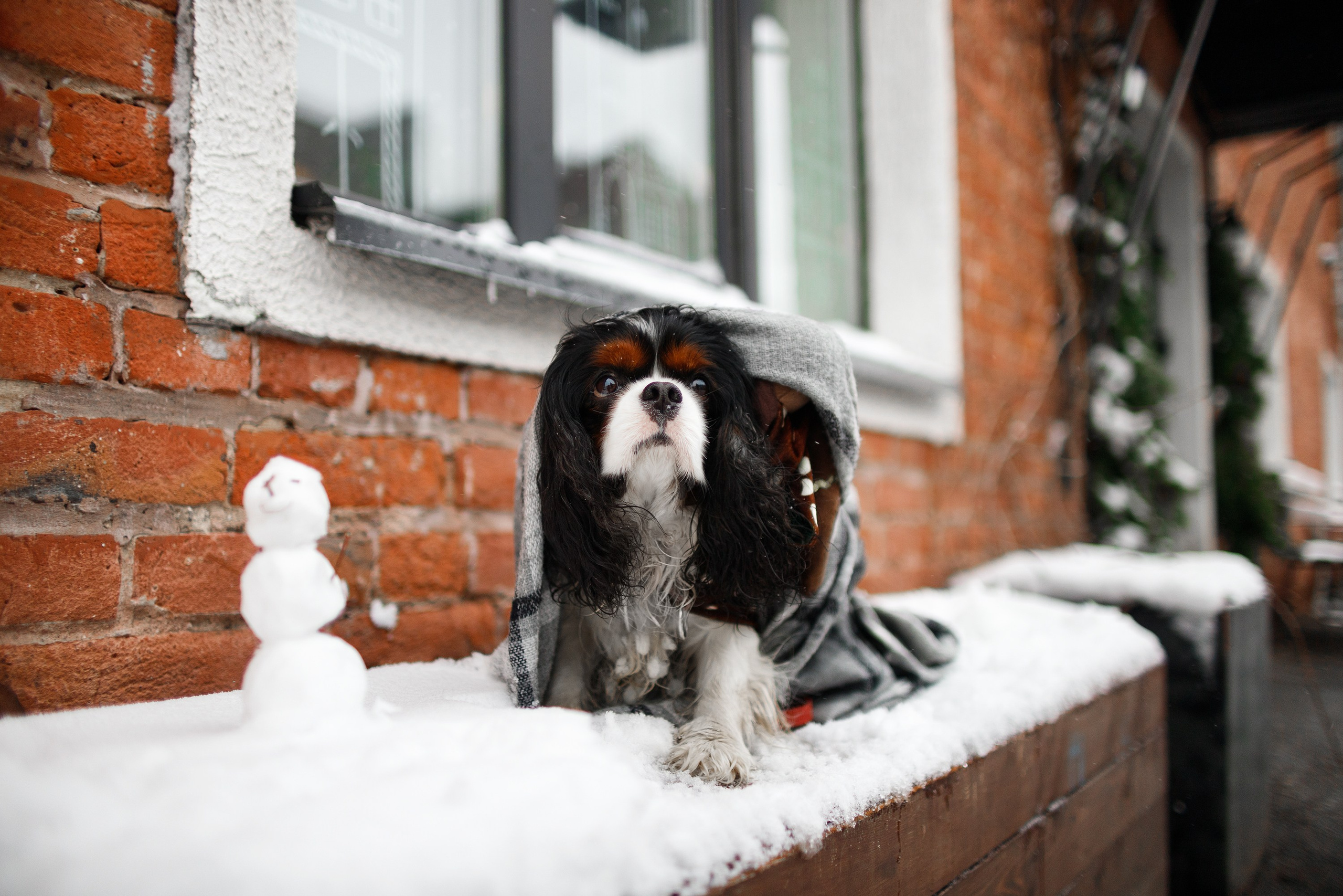 Uliana & winter spaniels. Kaja | fotograf psów we Wrocławiu