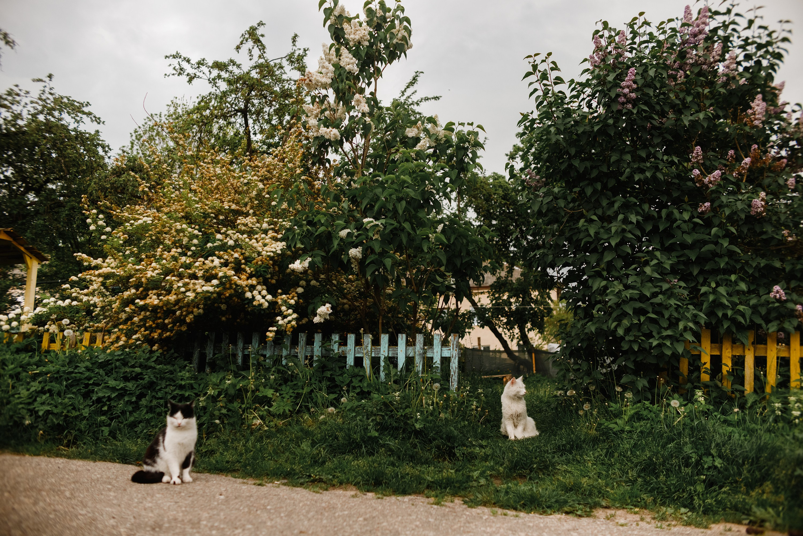 Grodno. Kaja | fotograf we Wrocławiu | ludzie i psy