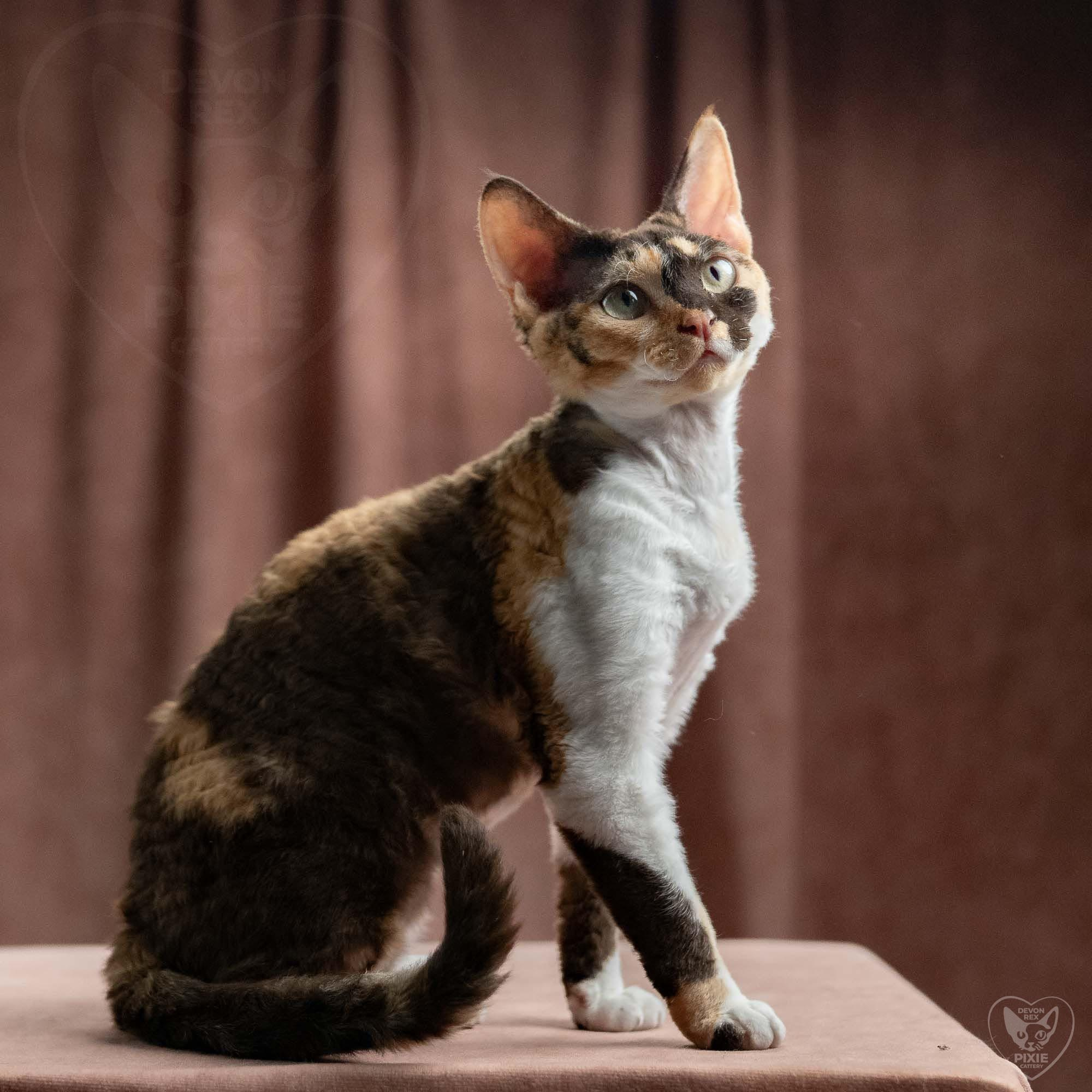 Malvina. Devon Rex Pixie Cattery