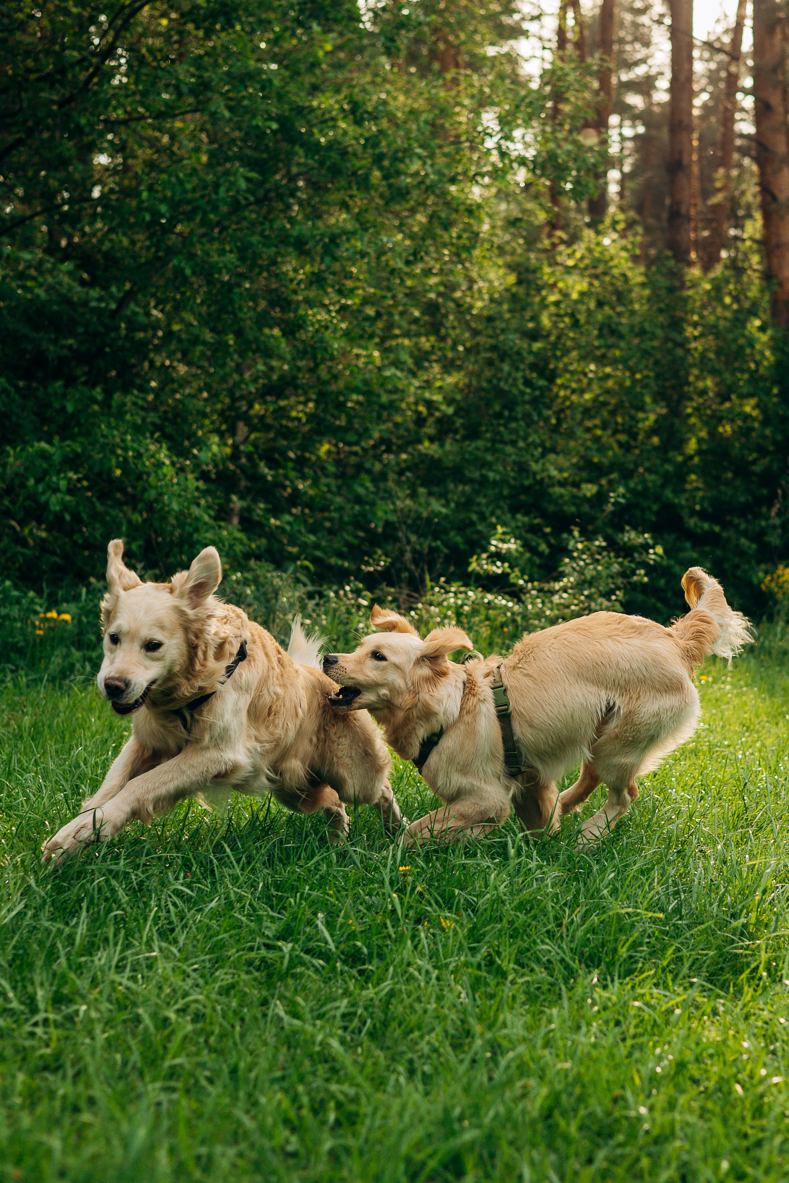 Настя, Арчи, Арагон. Фотограф-анималист | Белград