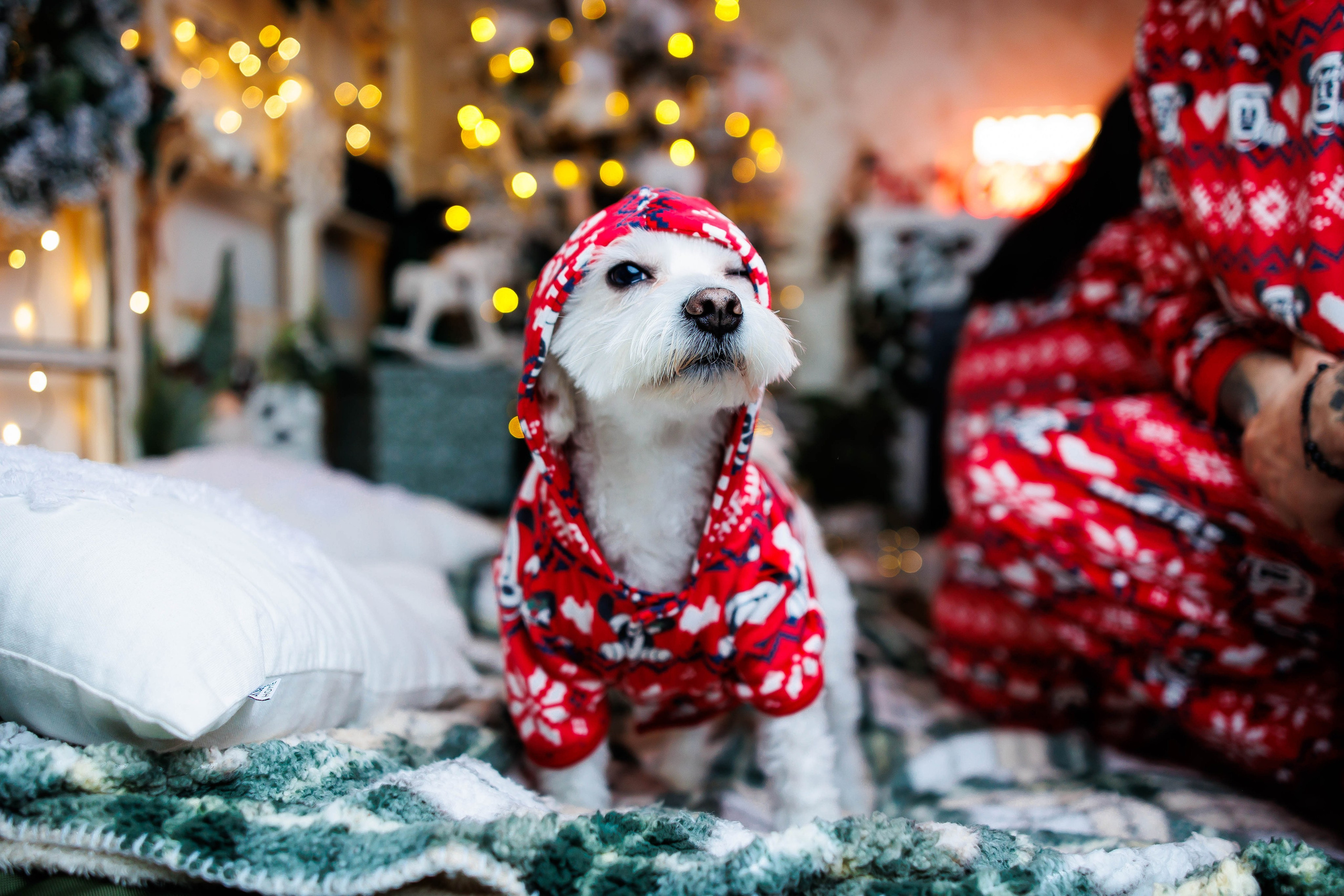 Sedinte de Craciun. Dream Studio Galați – ședințe foto profesionale pentru familie, portrete și evenimente