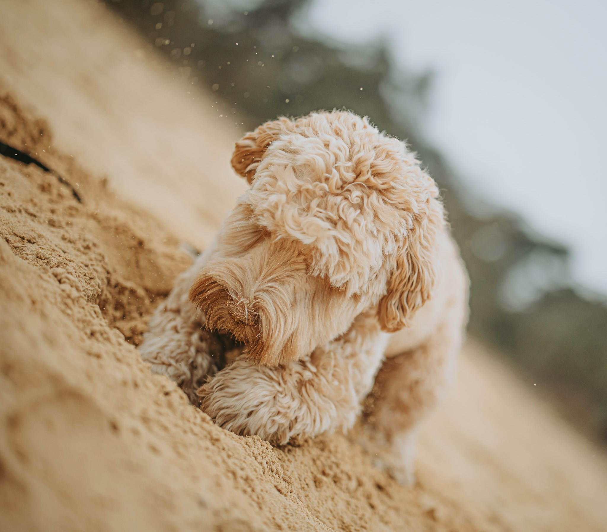 Romantische reportage met hond en koppel - Kapture Fotografie