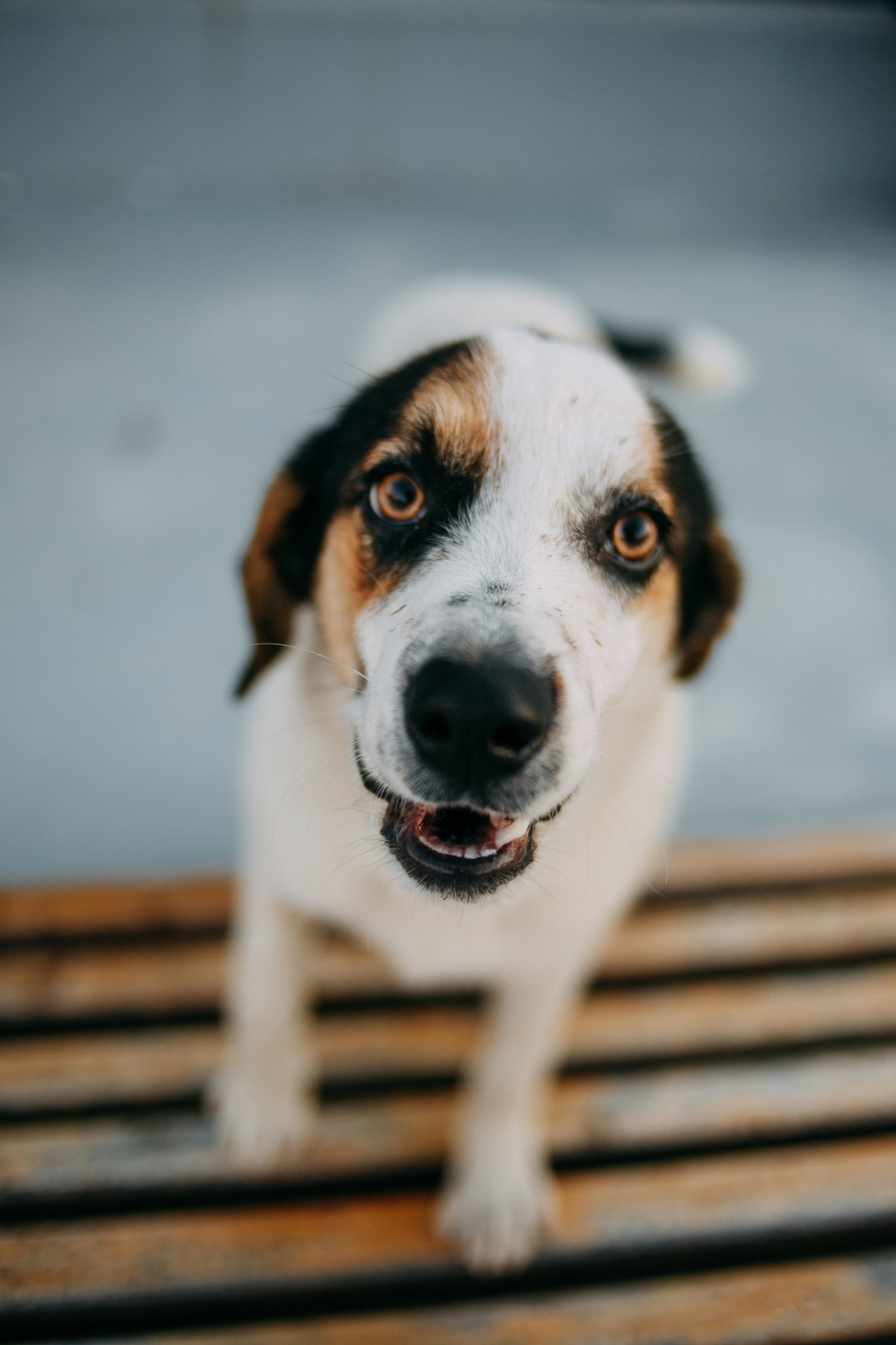 Катя и Ян. Wedding and portrait photographer in Beograd Ekaterina Makedonskaya