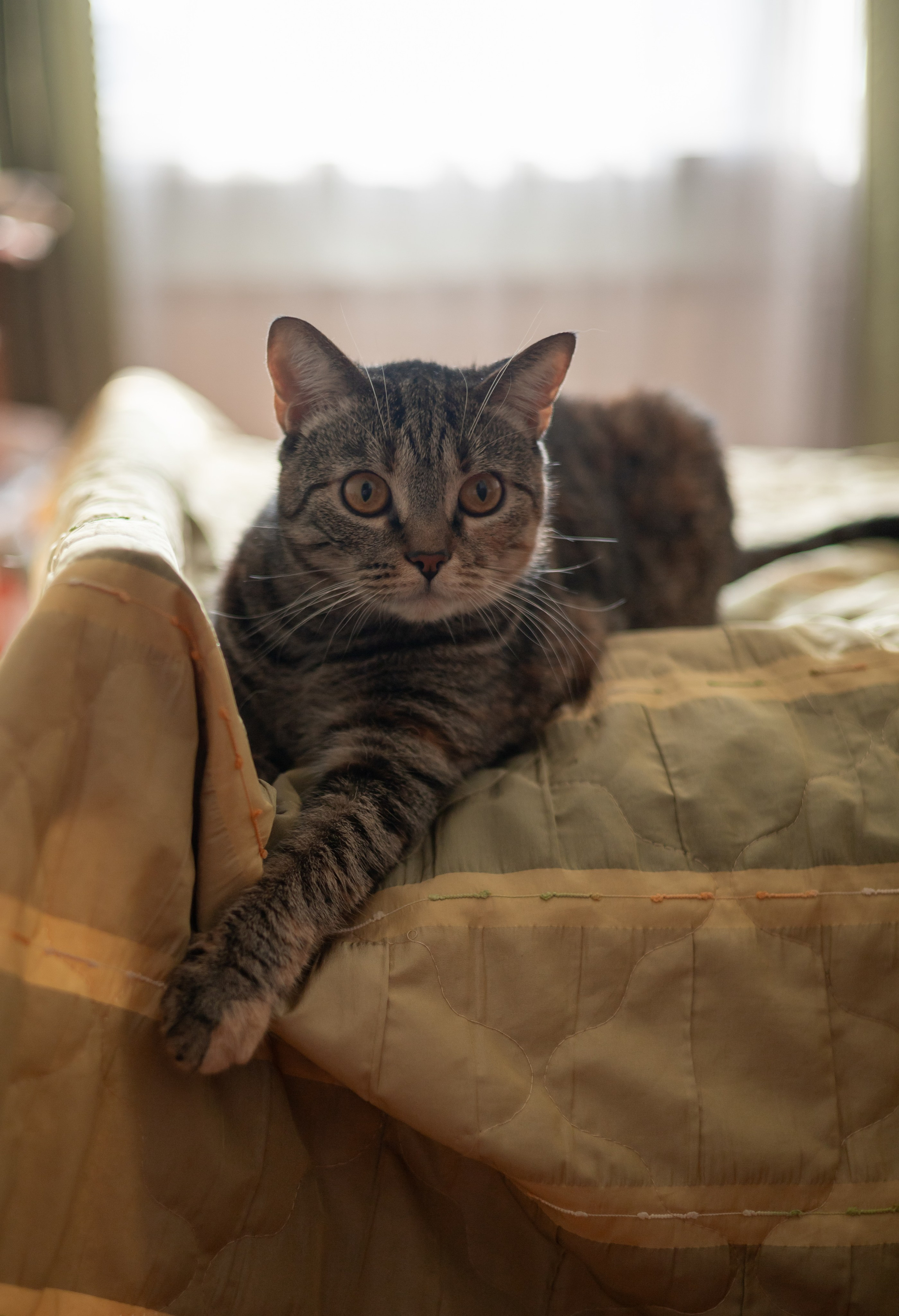 Настя, Долька и котейки. Фотограф-анималист | Белград