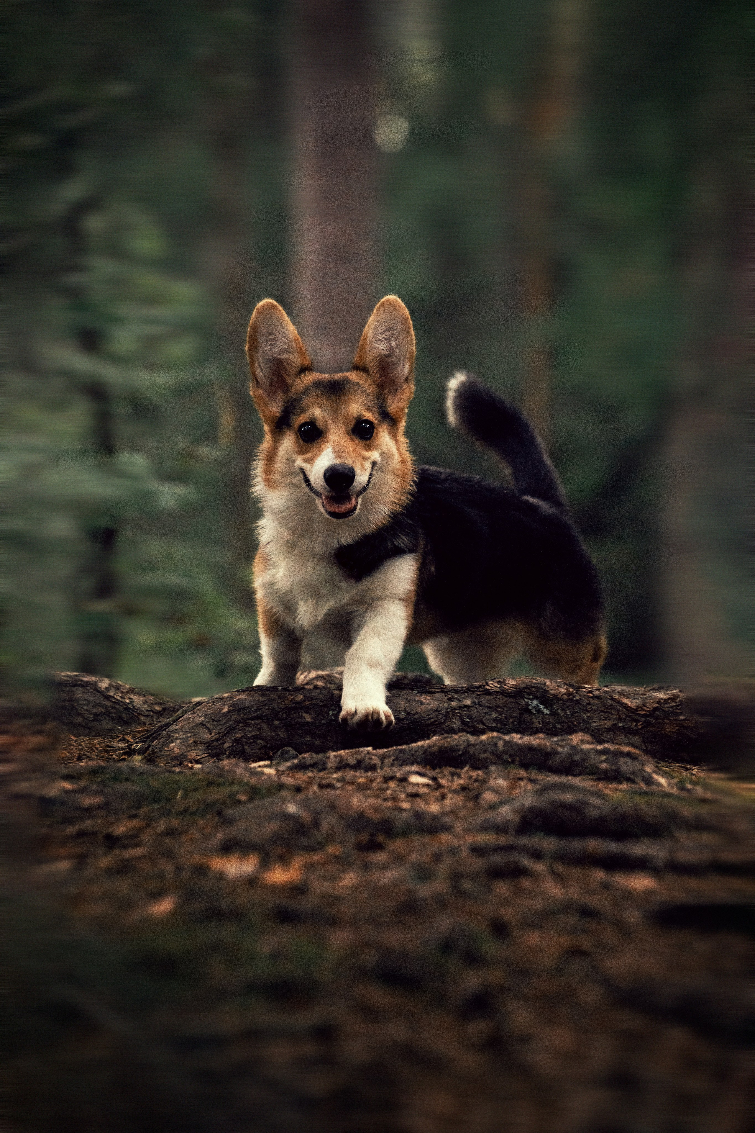 Eläimet. VEKE MEDIA
