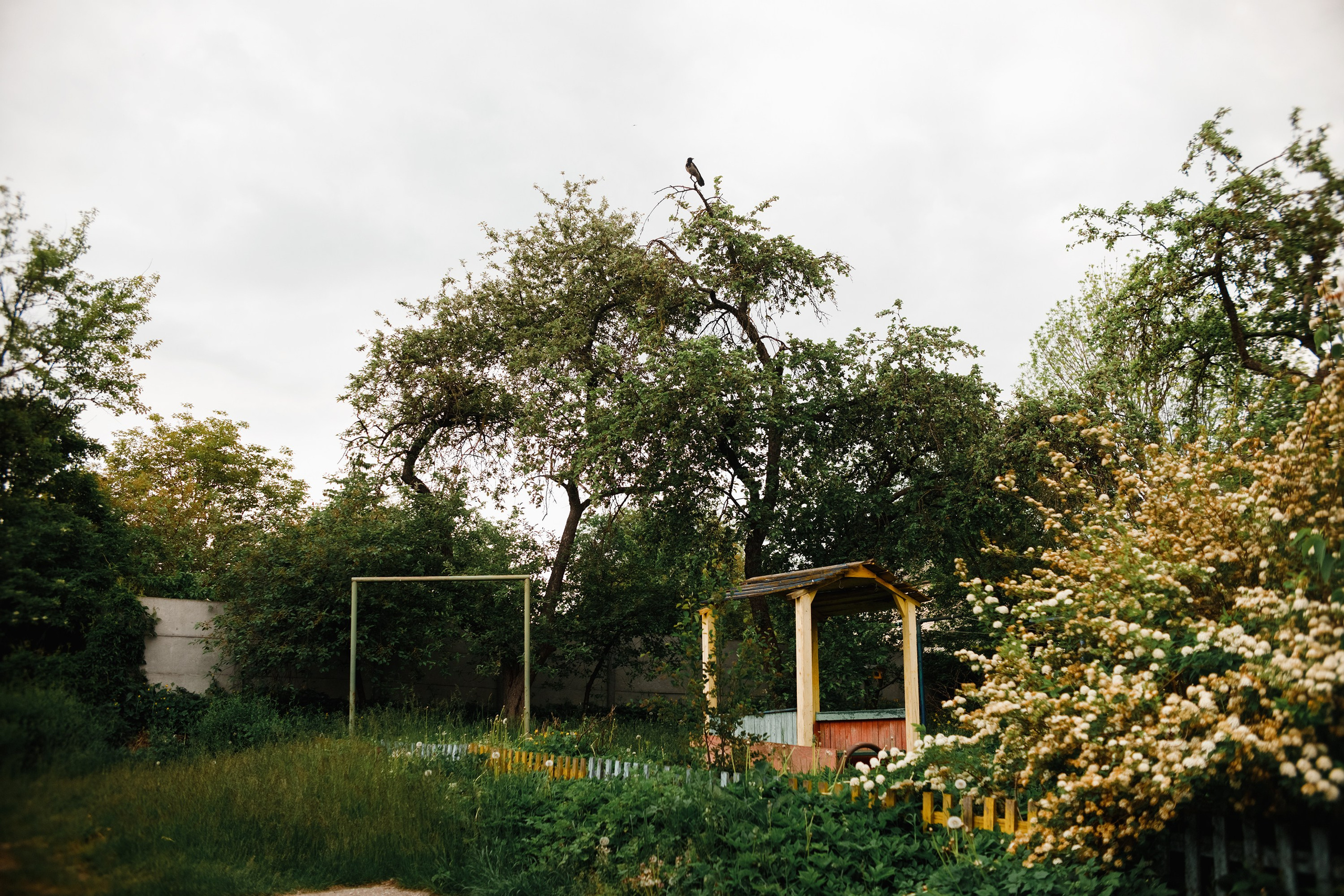 Grodno. Kaja | fotograf we Wrocławiu | ludzie i psy