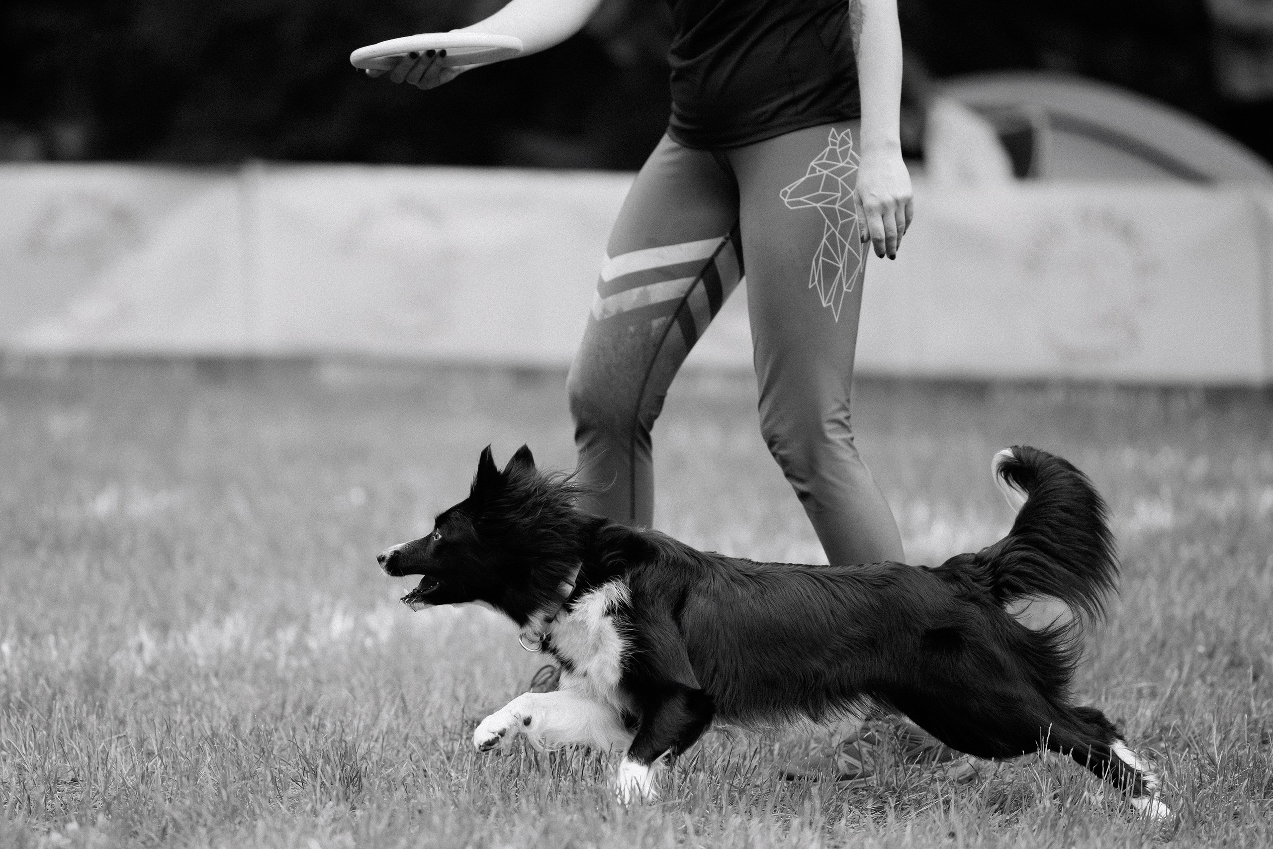 Latające psy, Wrocław'25. Kaja | fotograf psów we Wrocławiu