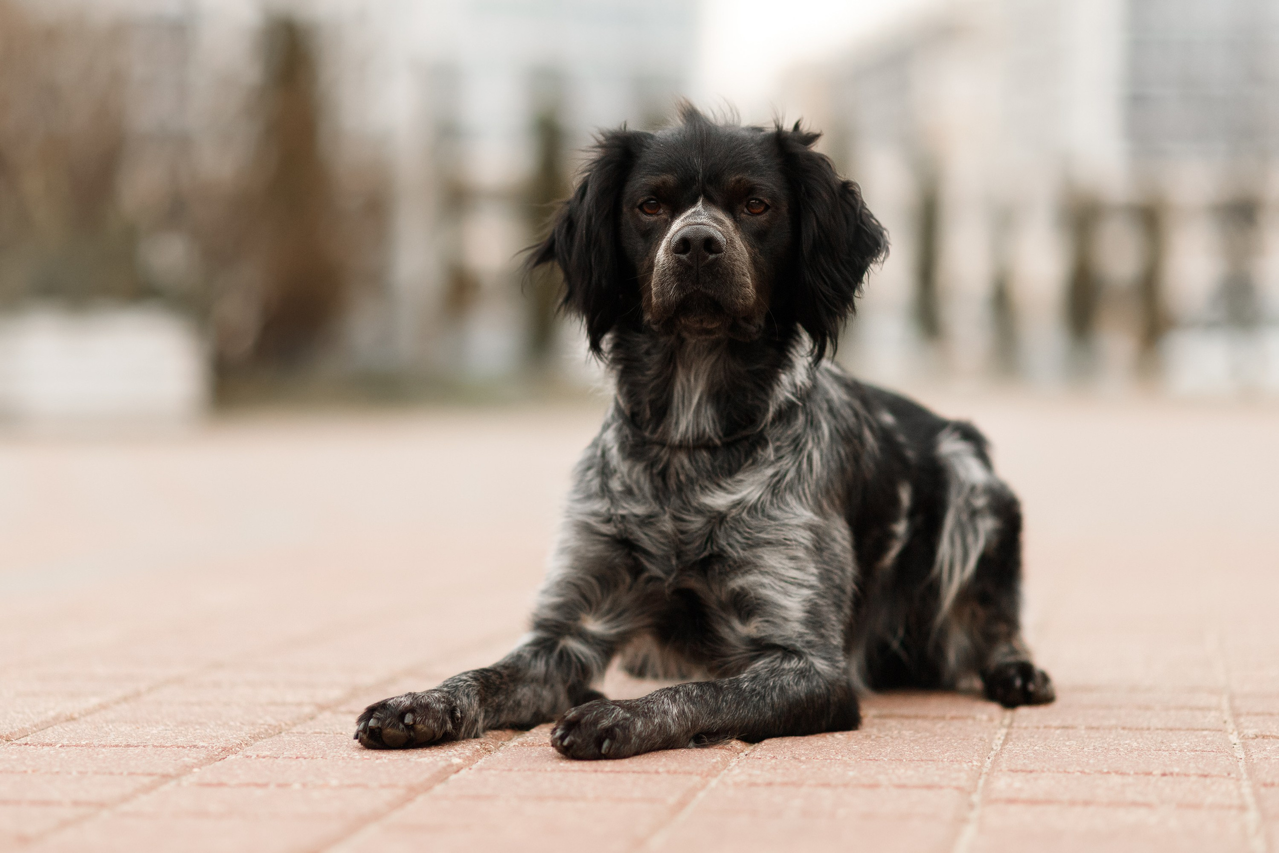 Autumn photo day for dog handler. Kaja | fotograf we Wrocławiu | ludzie i psy