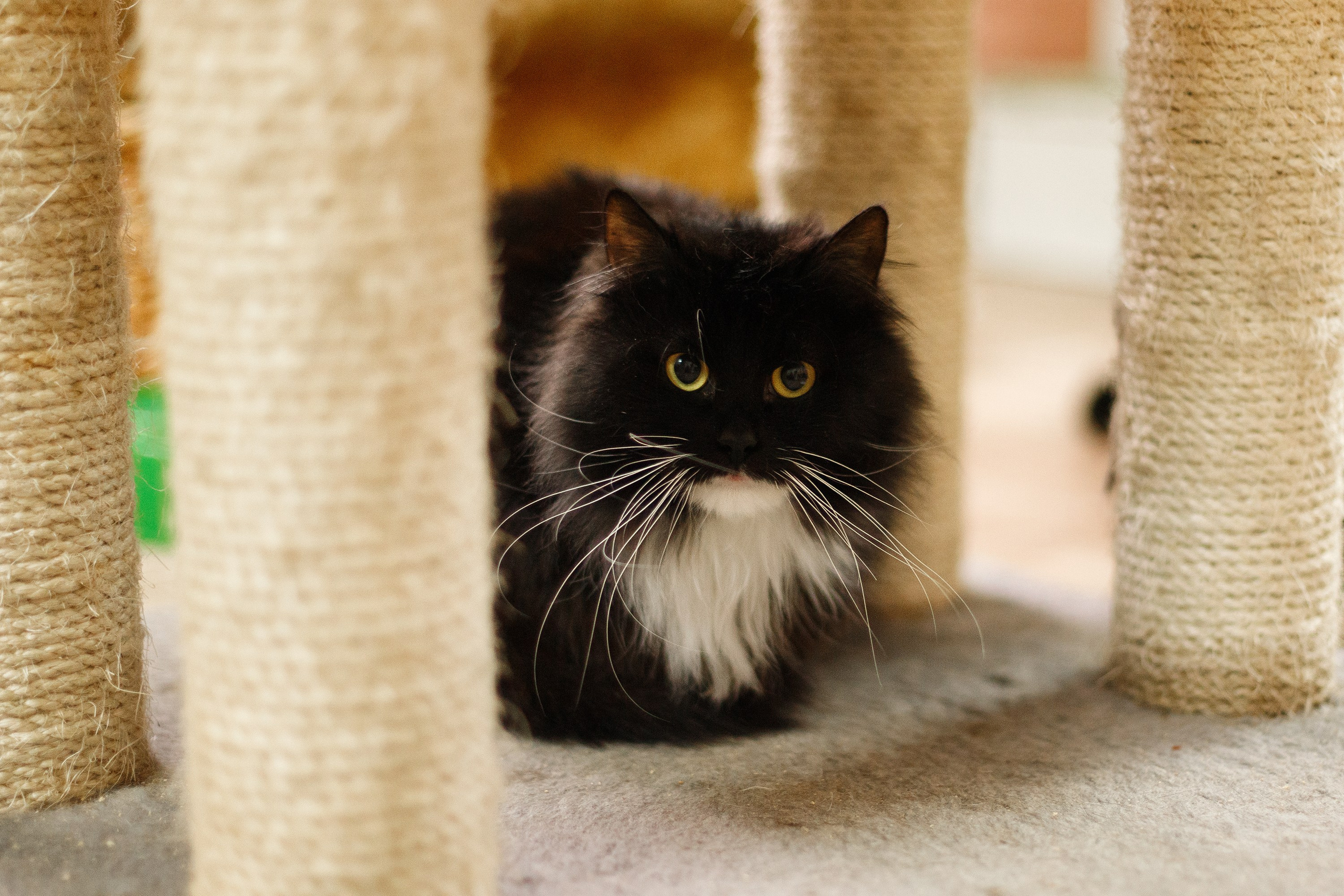 Shelter's cats for adoption. Kaja | fotograf we Wrocławiu | ludzie i psy