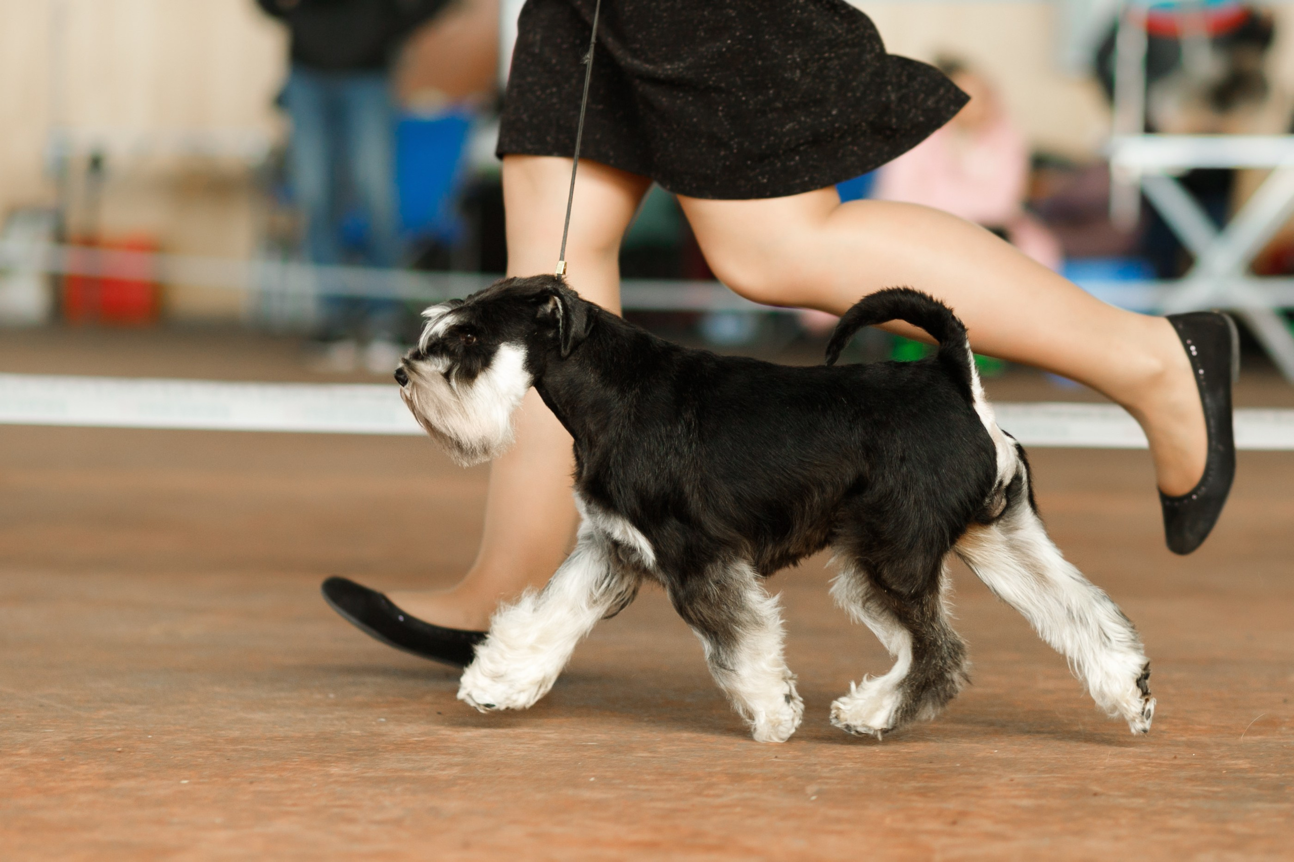 Dog shows | the best ones. Kaja | fotograf psów we Wrocławiu