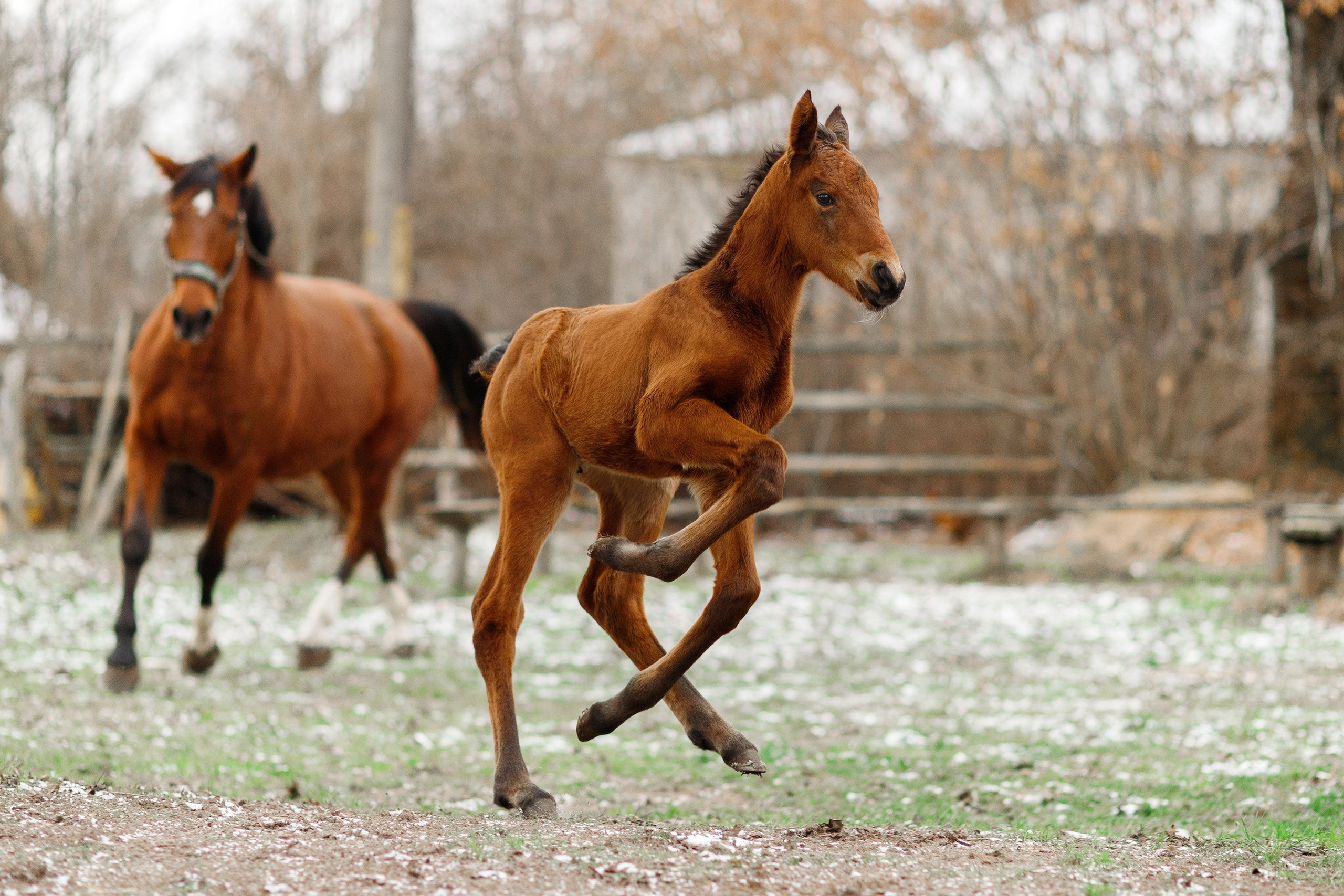 Winter stable. Kaja | fotograf psów we Wrocławiu