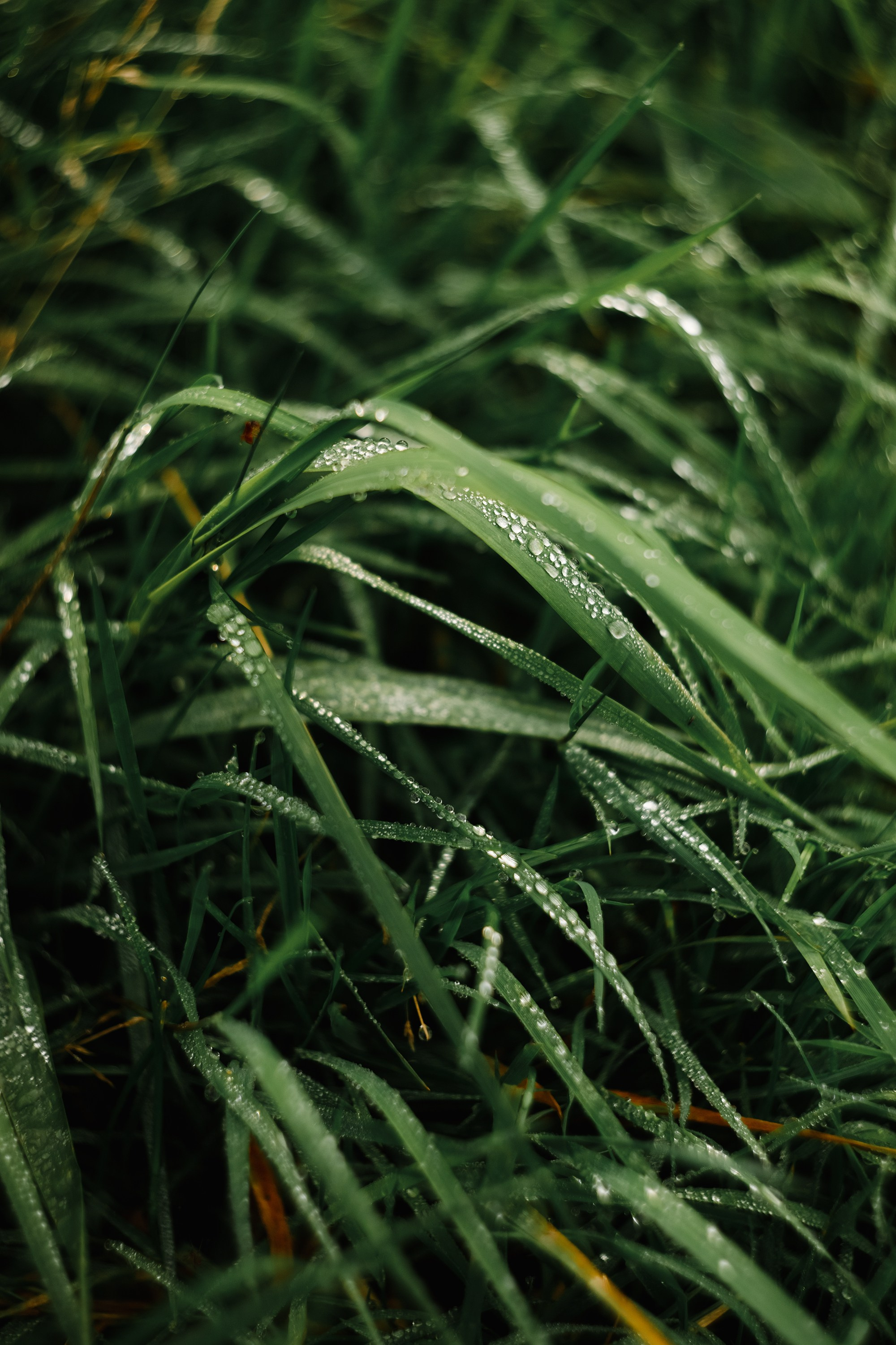 Grodno. Kaja | fotograf we Wrocławiu | ludzie i psy