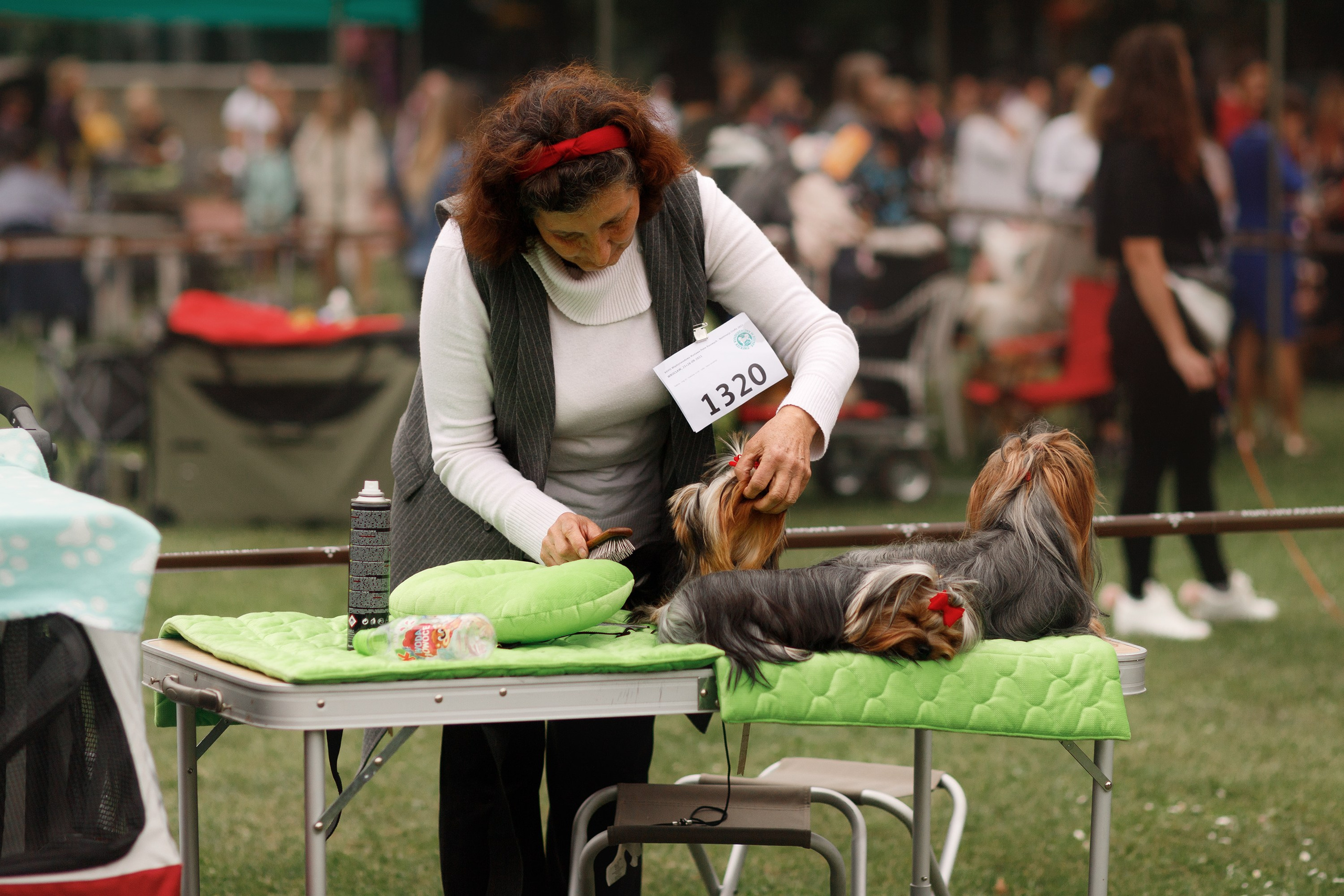 Dog shows | the best ones. Kaja | fotograf psów we Wrocławiu