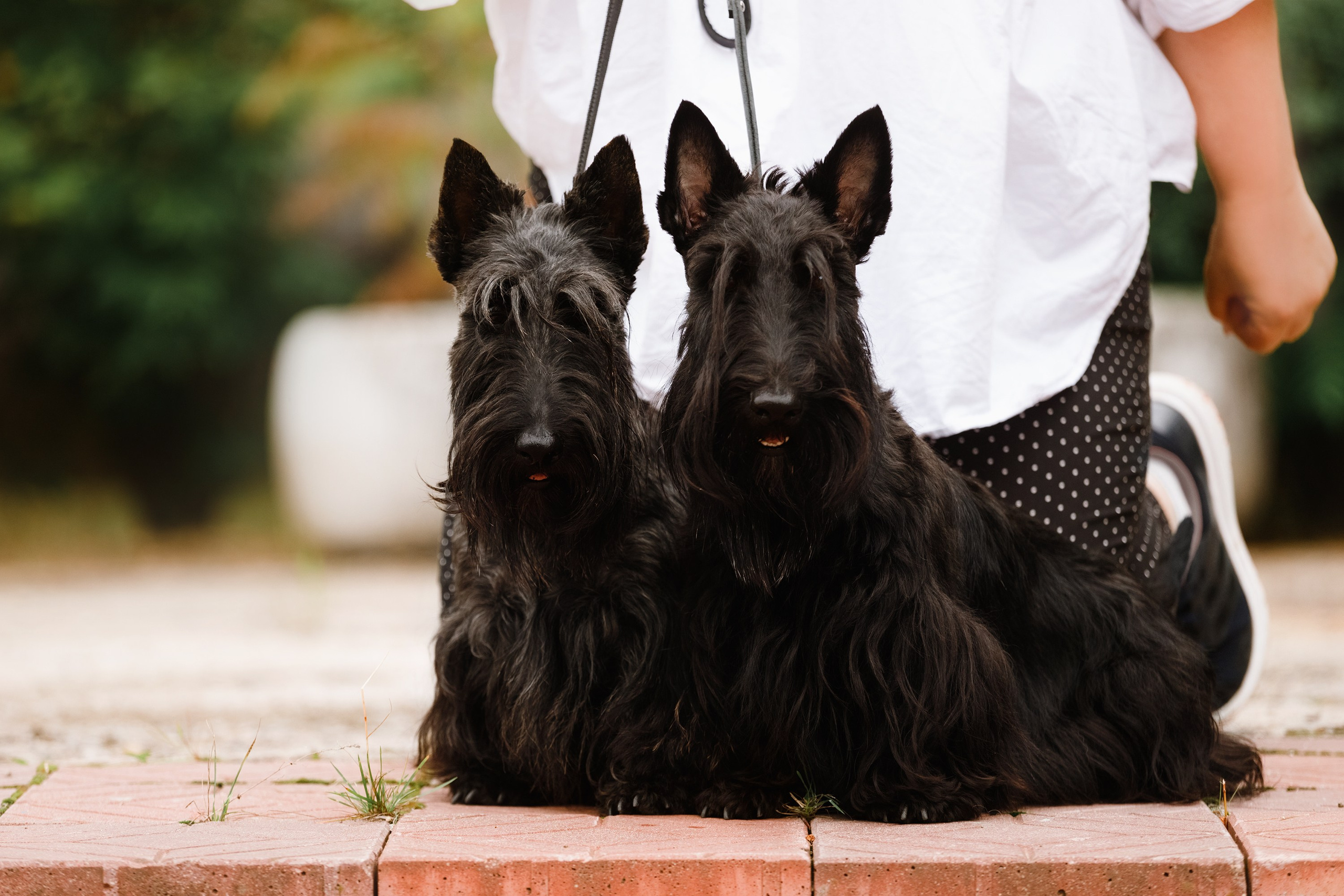 Dog shows | the best ones. Kaja | fotograf psów we Wrocławiu