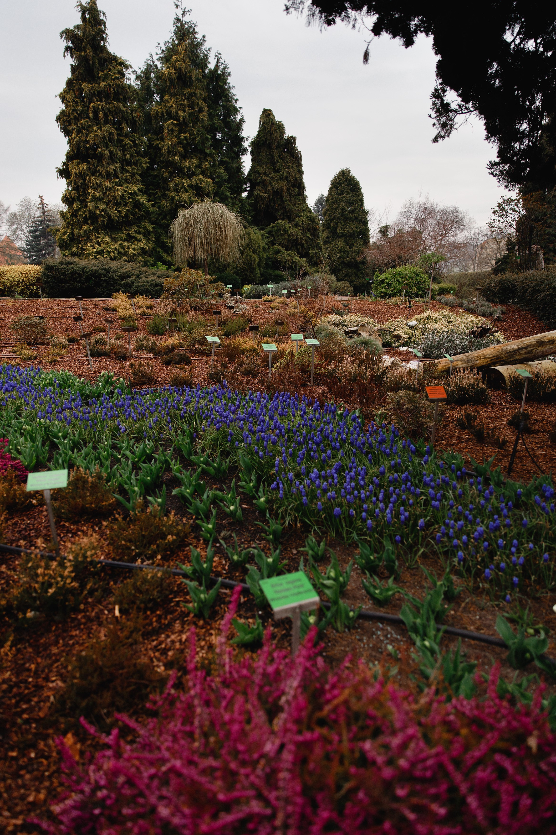 Botanical garden in Wroclaw. Kaja | fotograf we Wrocławiu | ludzie i psy
