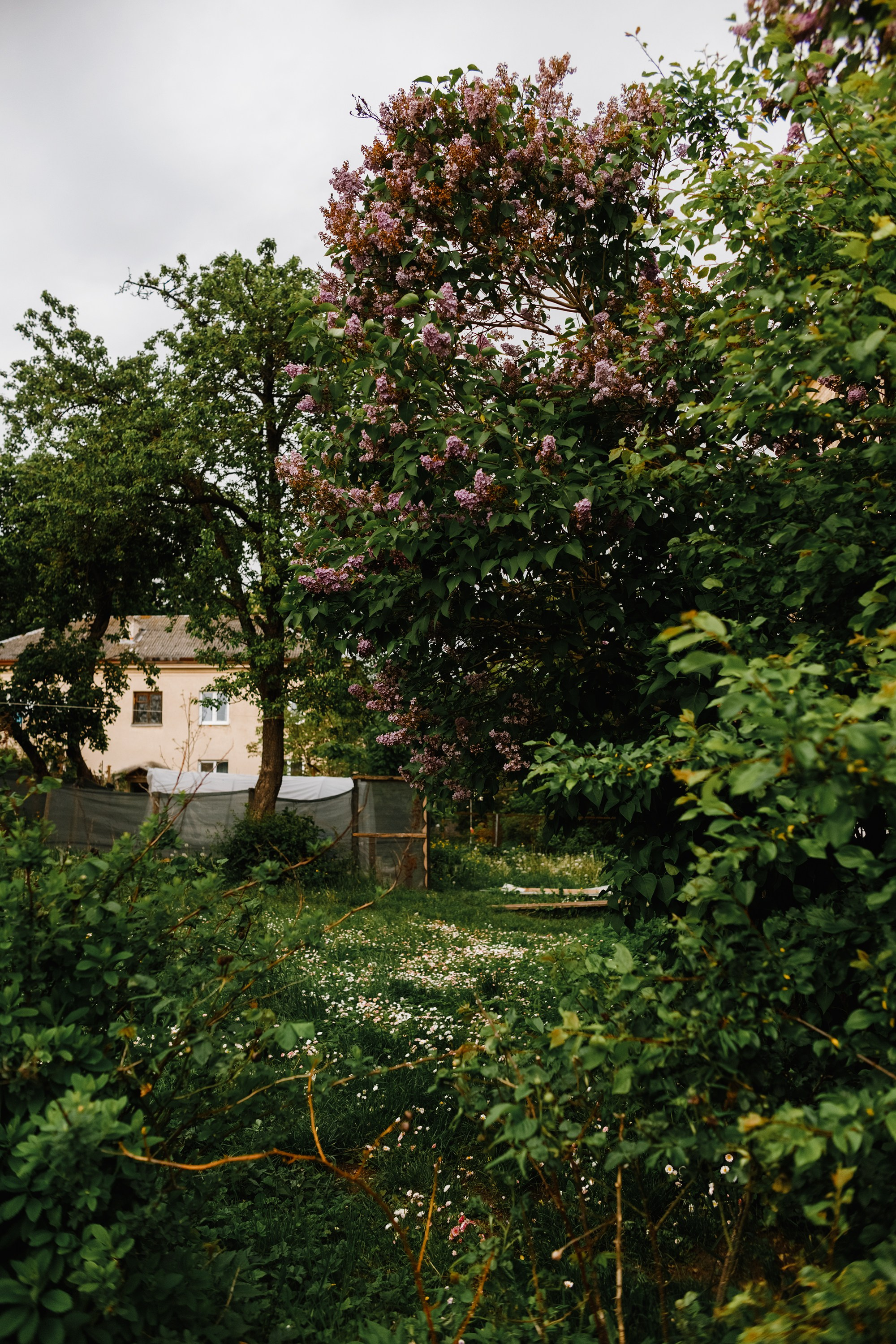 Grodno. Kaja | fotograf we Wrocławiu | ludzie i psy