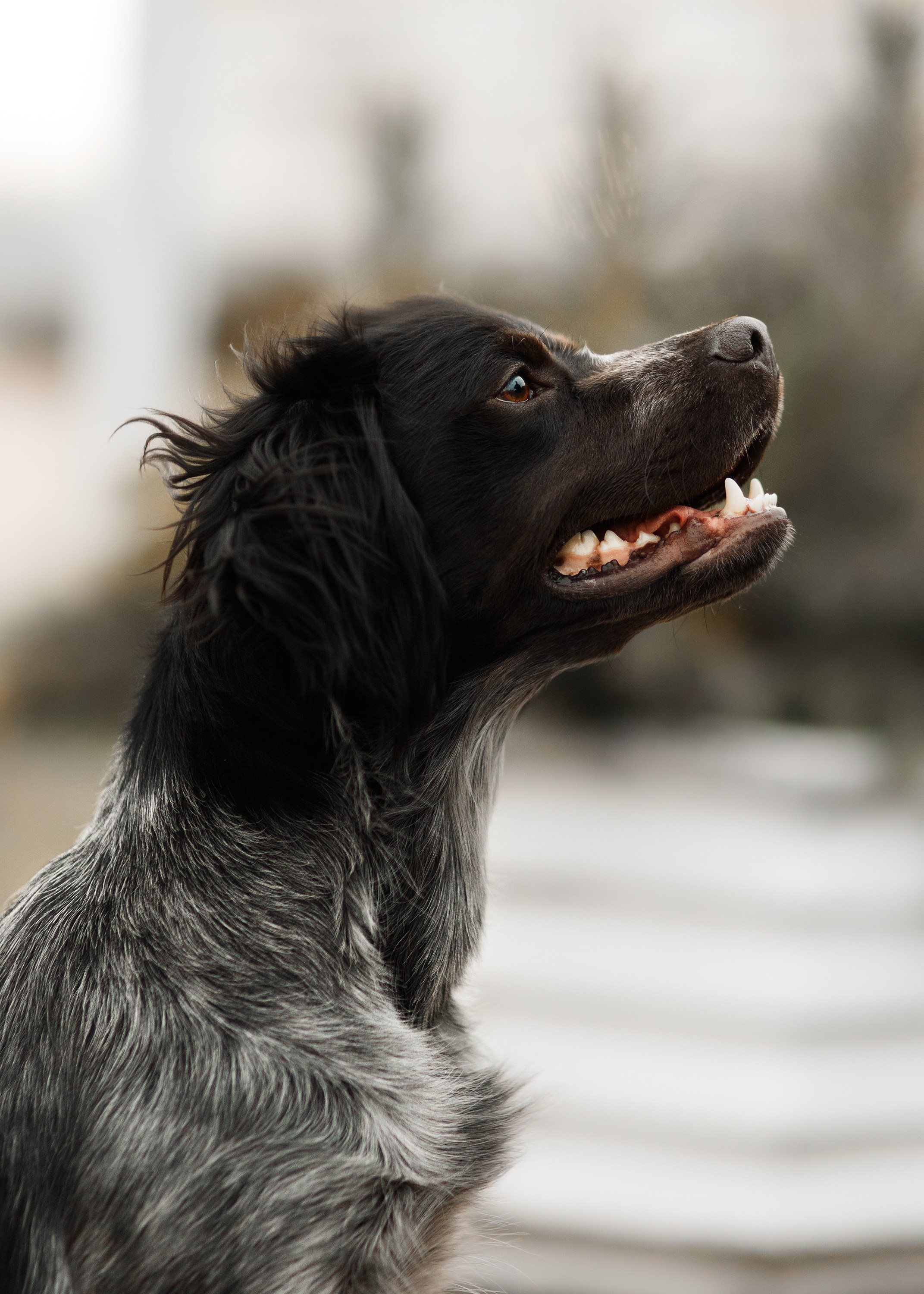 Autumn photo day for dog handler. Kaja | fotograf we Wrocławiu | ludzie i psy