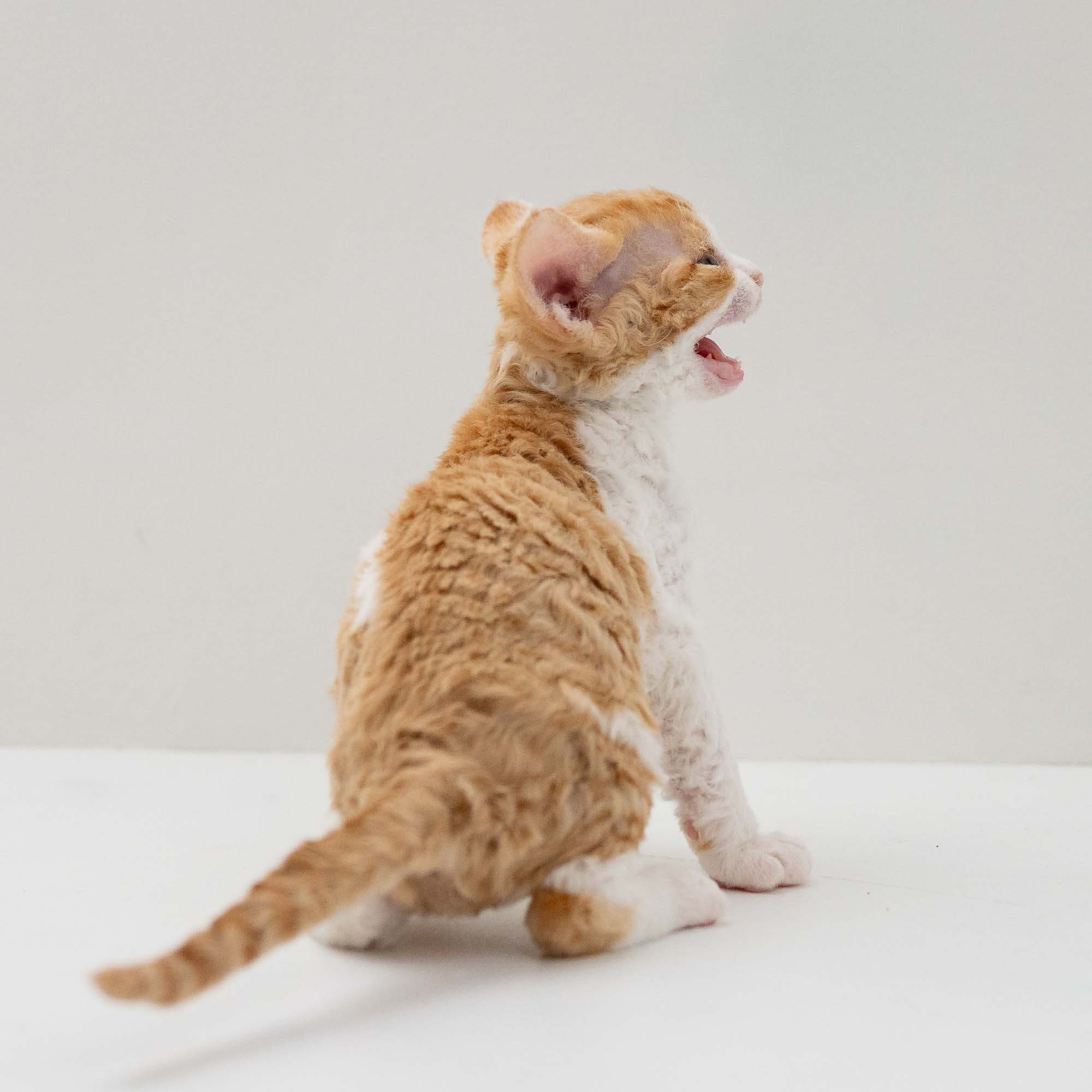 Gary,  boy, born on 01.18.25. Devon Rex Pixie Cattery