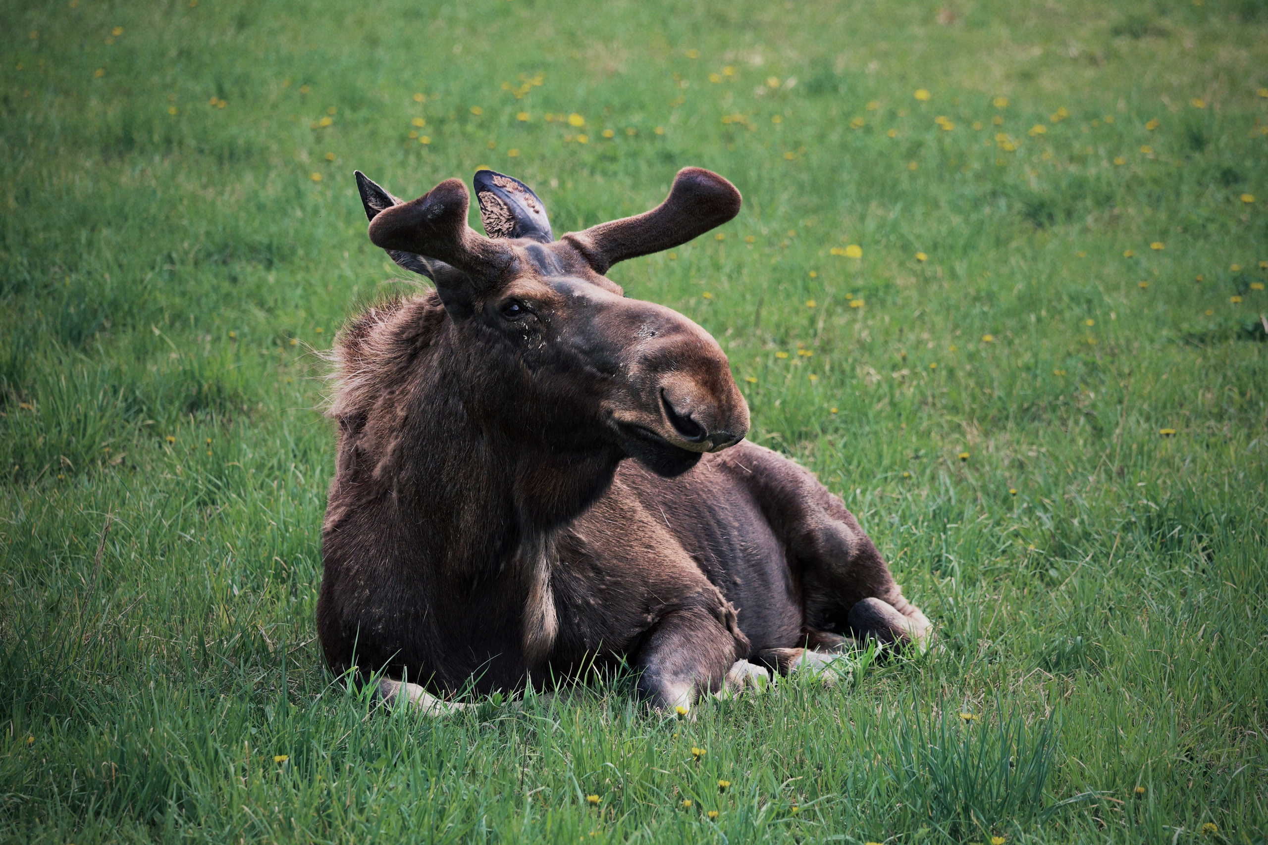 Nature & Wildlife. Navya Sispson | Portrait & Event Photography