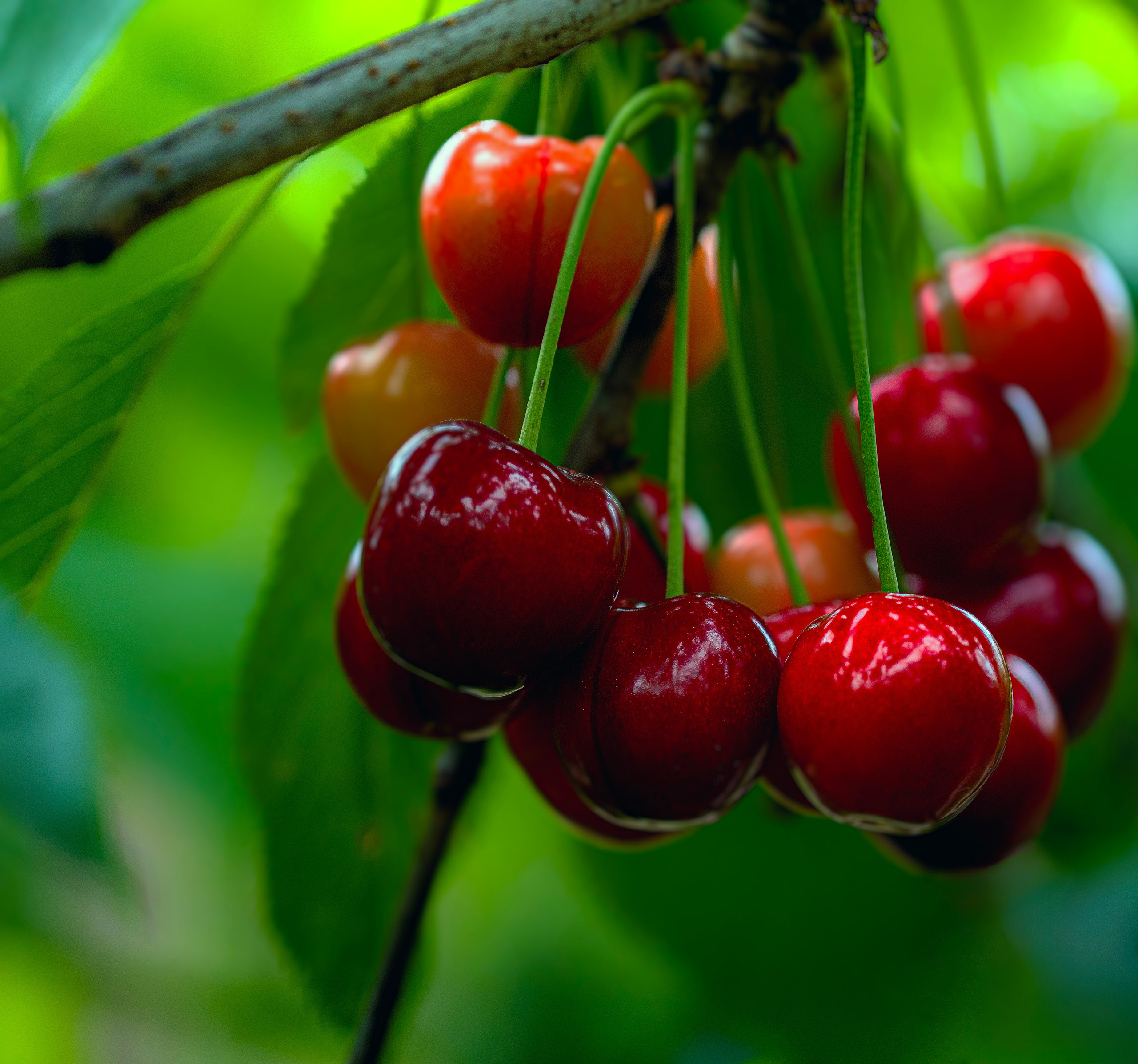 Food Fotografie. LUKIN IGOR Photography