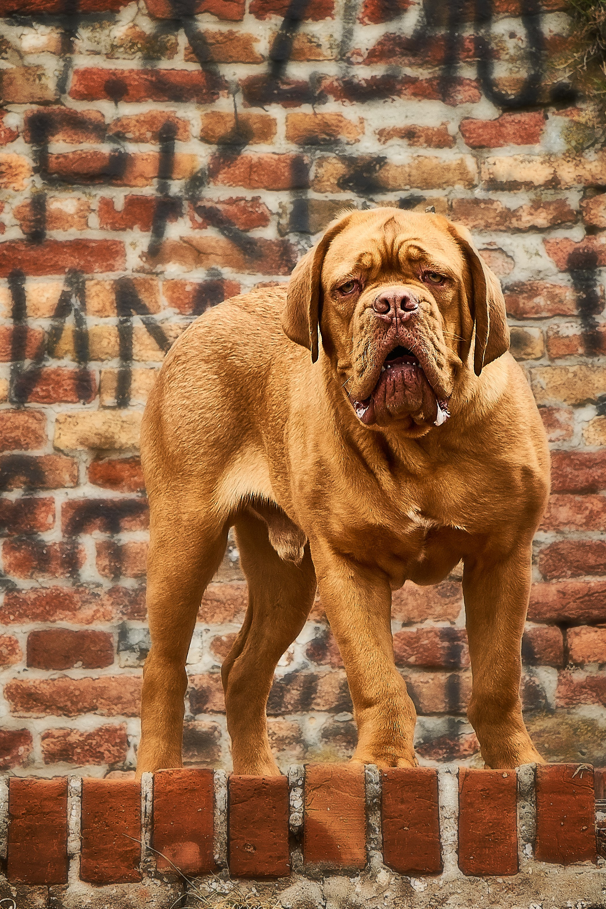 Câini. Pagina principală