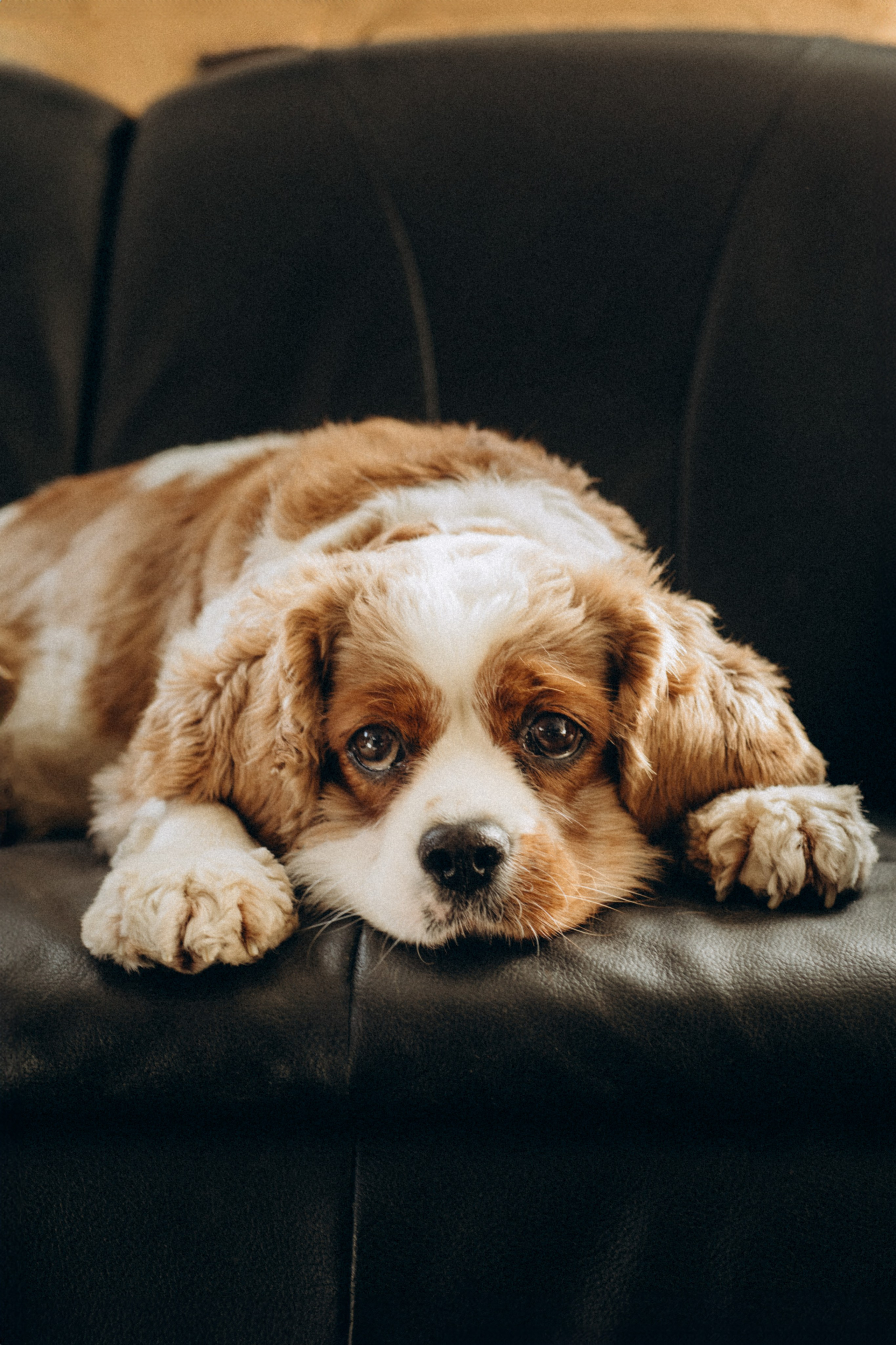 Tiere. Fotograf Düsseldorf, Köln, NRW - Kristina Braudo