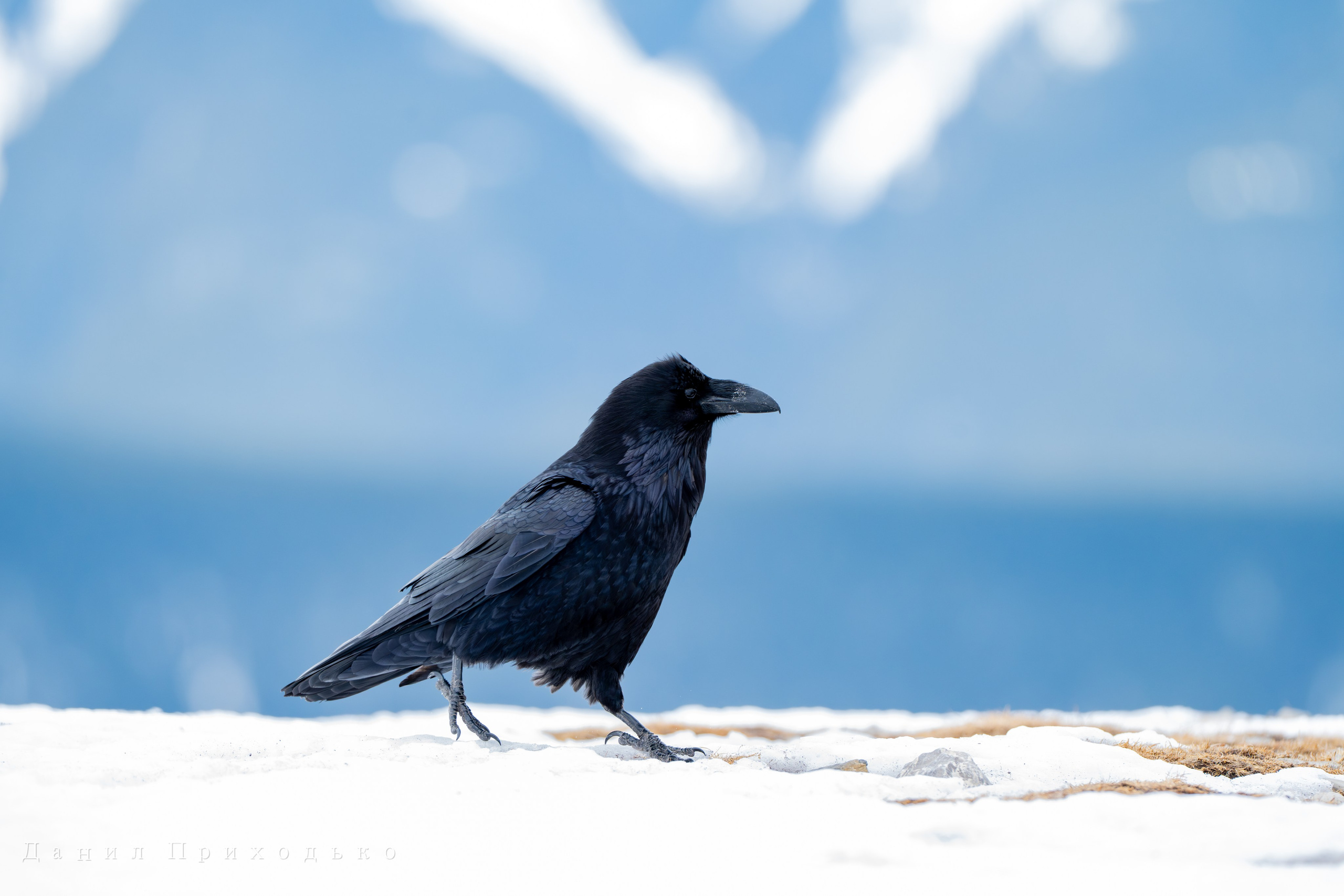 Danil Prikhodko Photography