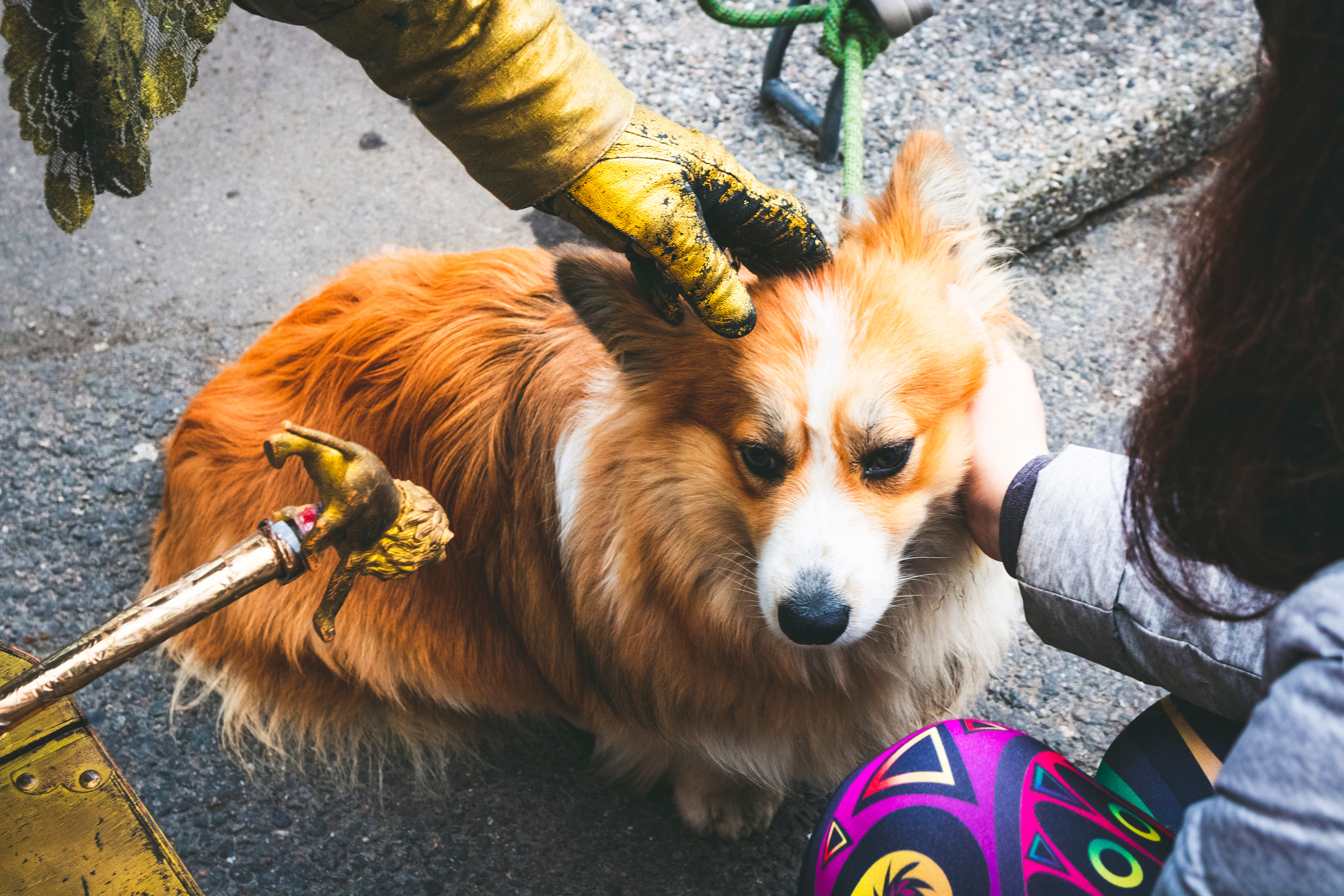 Kuldne komandör (Aleksei). Nebula 25 — Fotod teie hingele