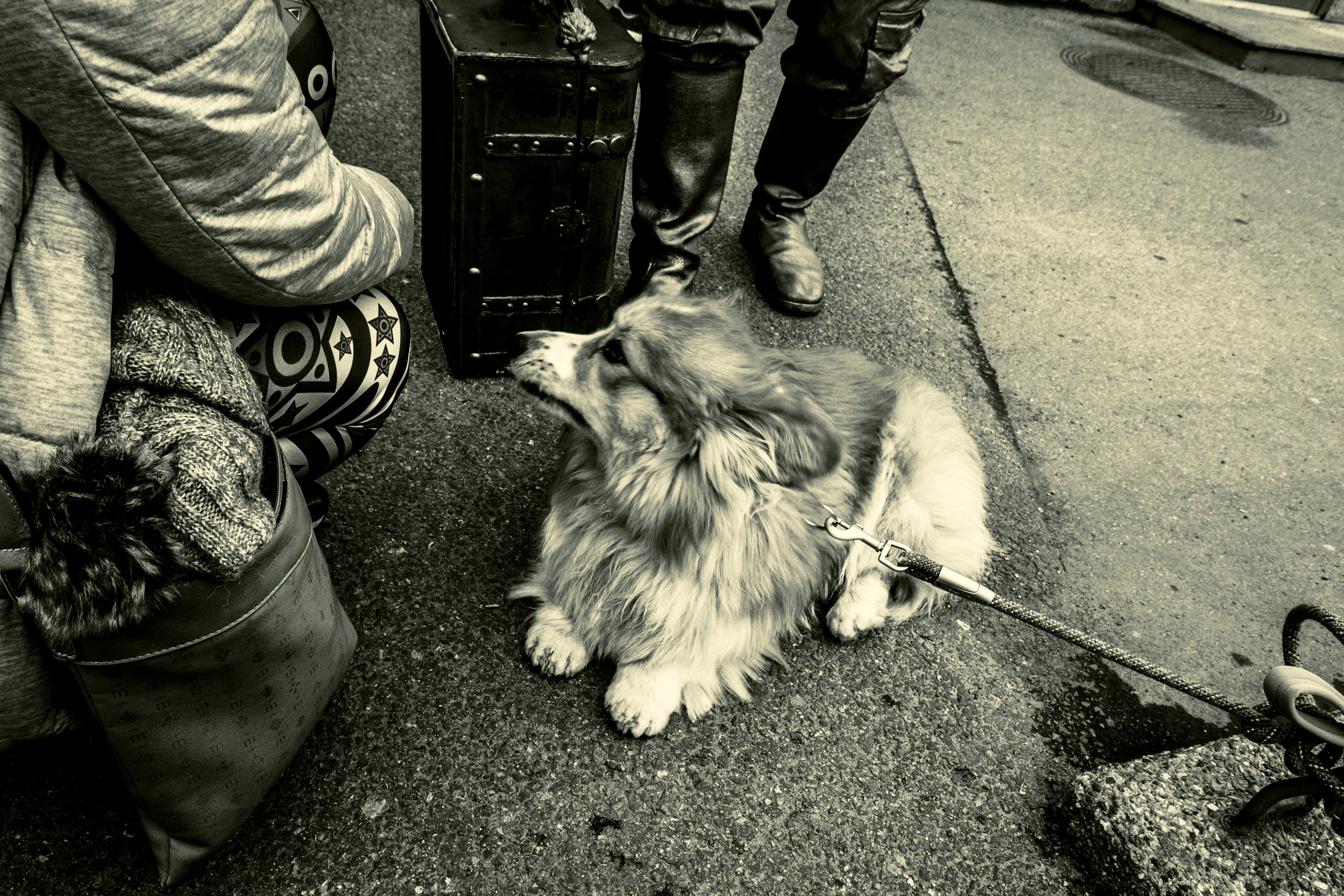 Kuldne komandör (Aleksei). Nebula 25 — Fotod teie hingele