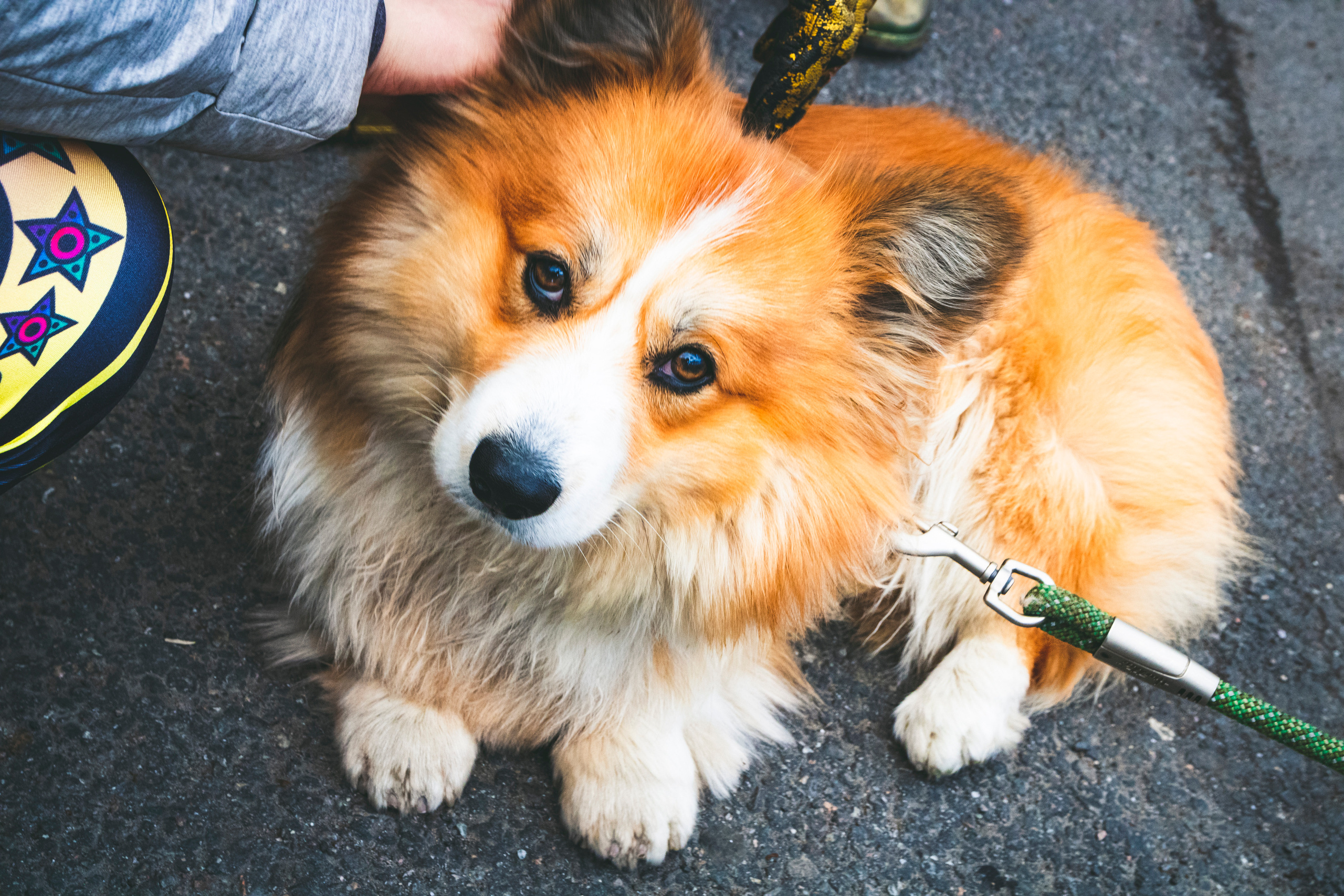 Kuldne komandör (Aleksei). Nebula 25 — Fotod teie hingele