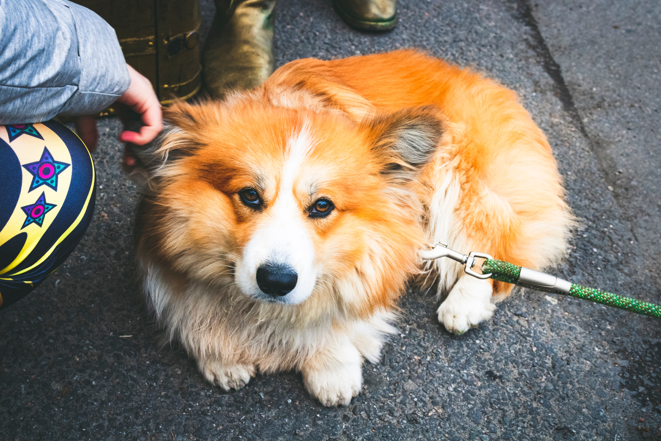 Kuldne komandör (Aleksei). Nebula 25 — Fotod teie hingele