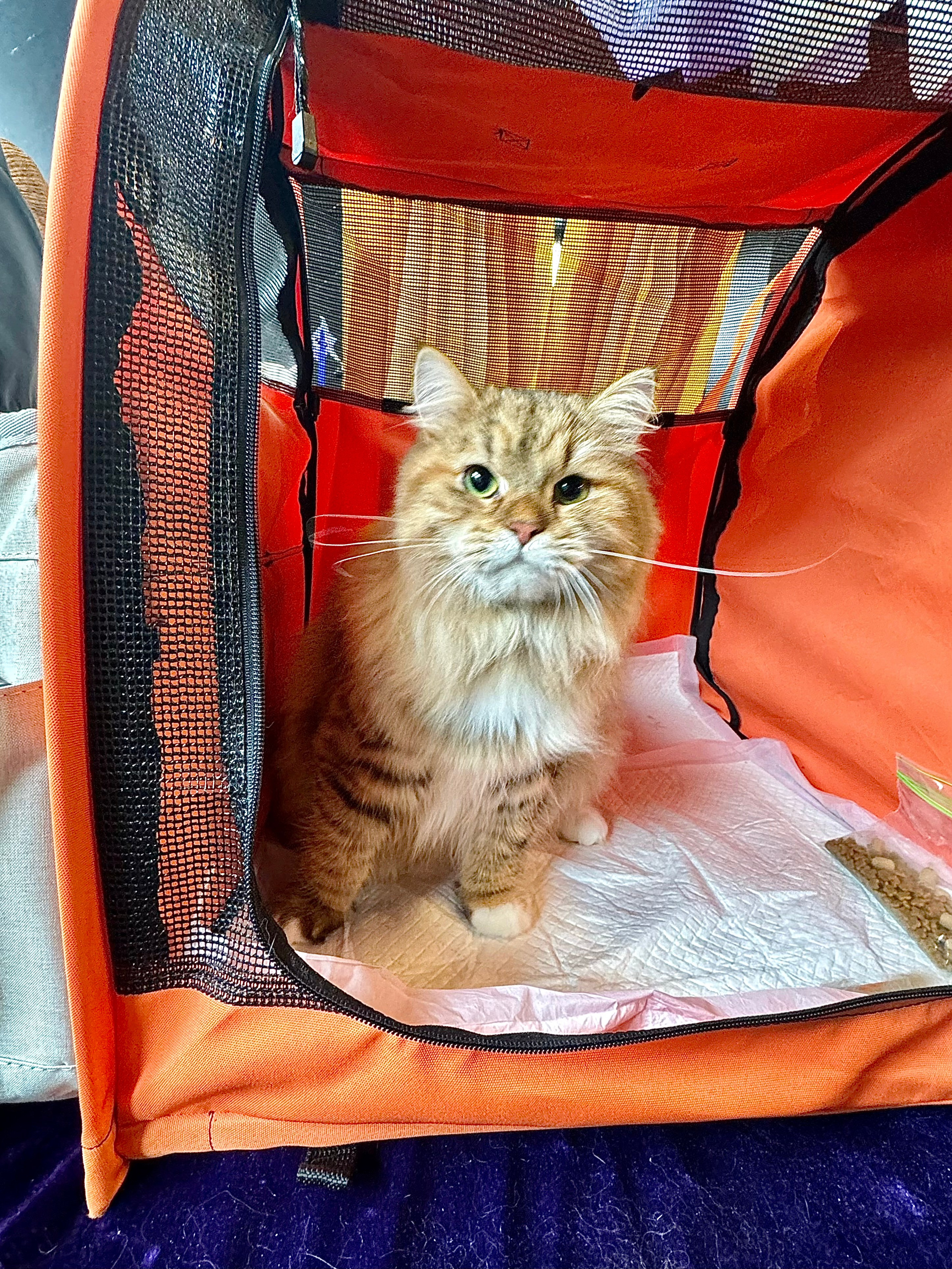 pedigree https://www.pawpeds.com/db/?a=p&id=1724633&g=4&p=sib&o=elastic